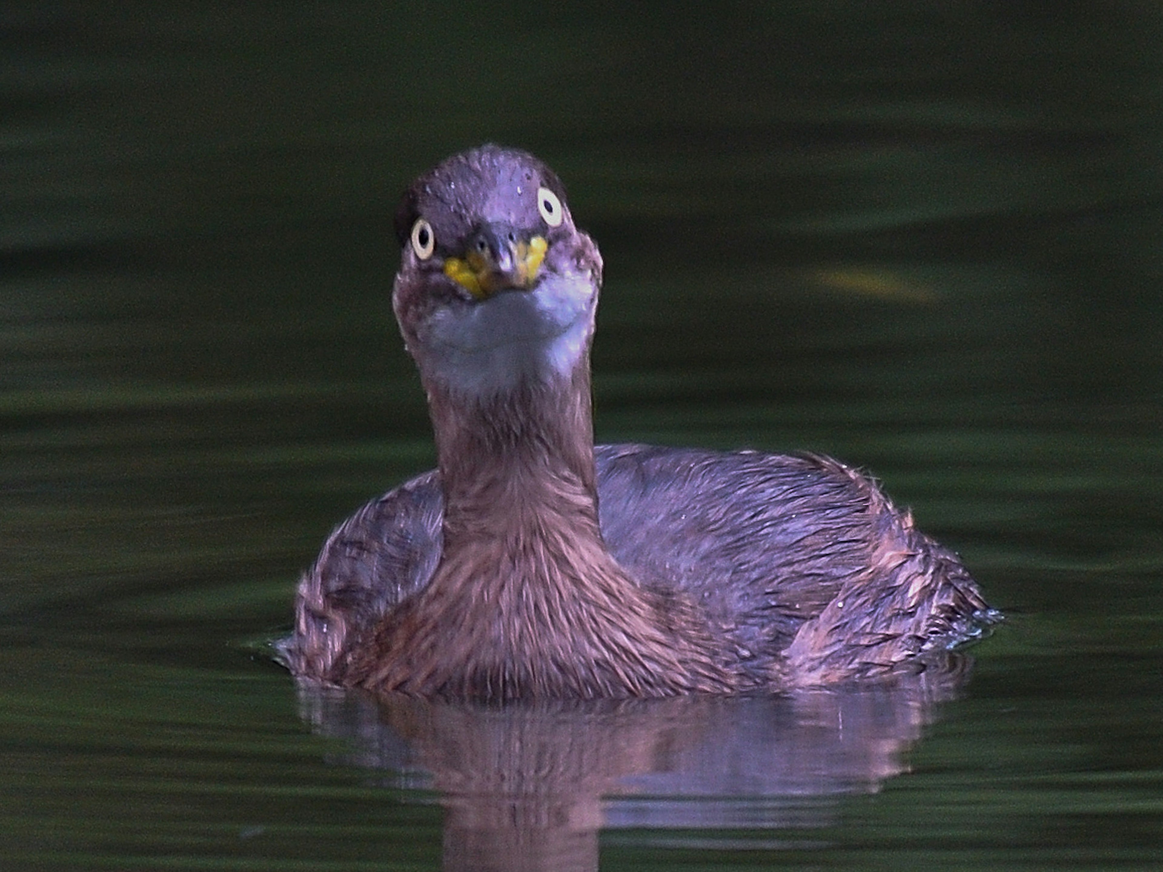 Un petit oiseau émergeant de l'eau