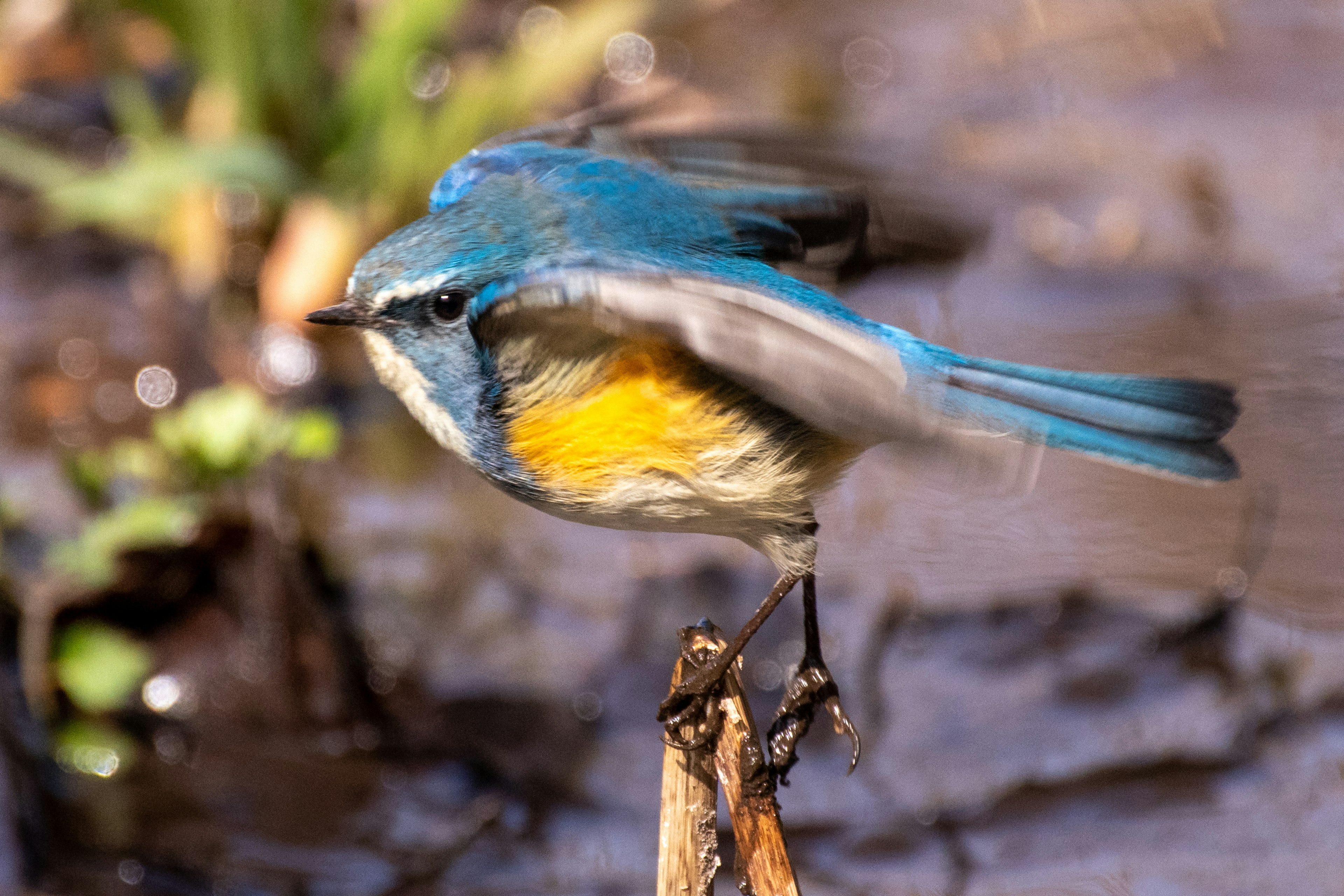 青い鳥が水辺の木の枝に止まっている