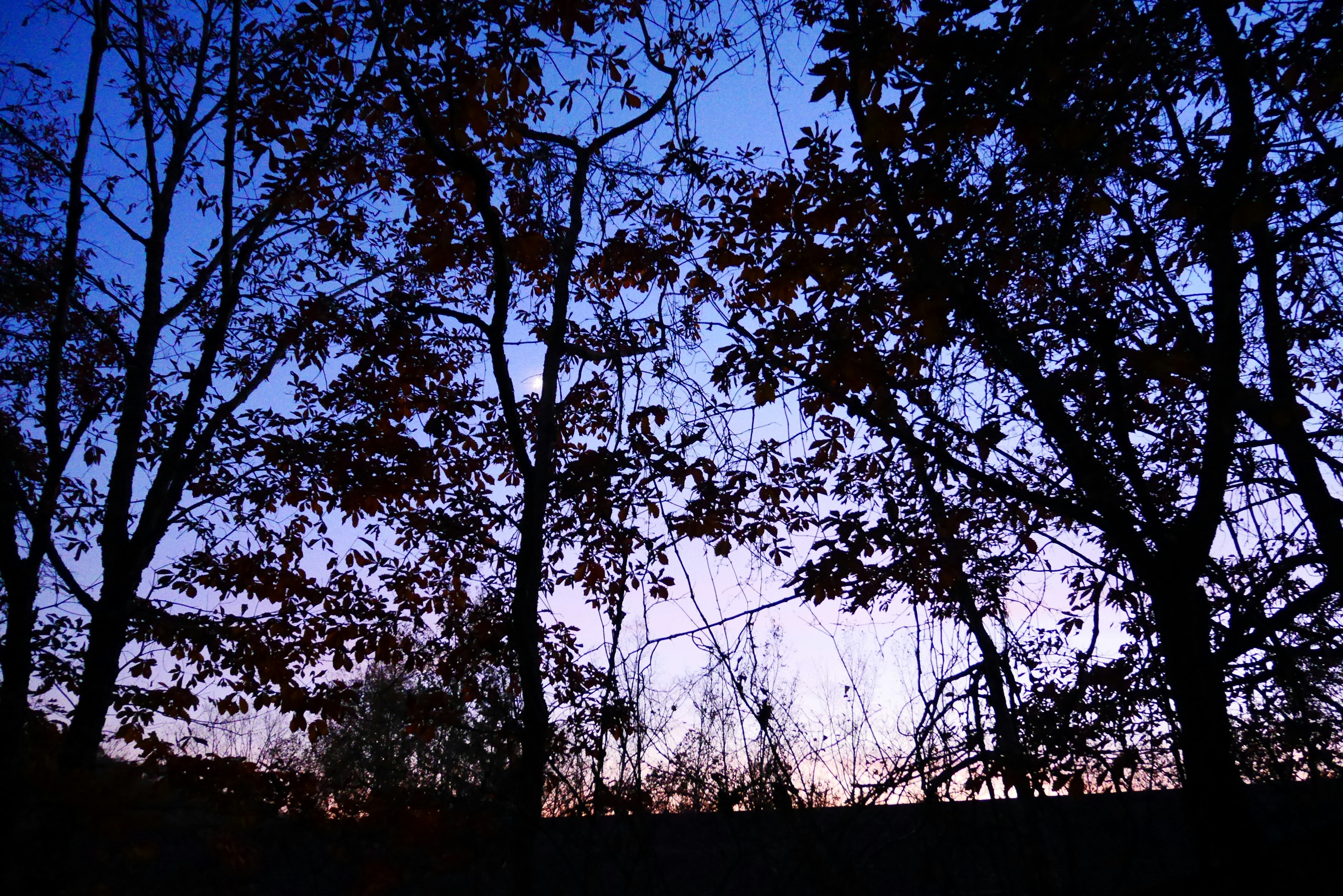 Silhouette di alberi contro un cielo al crepuscolo