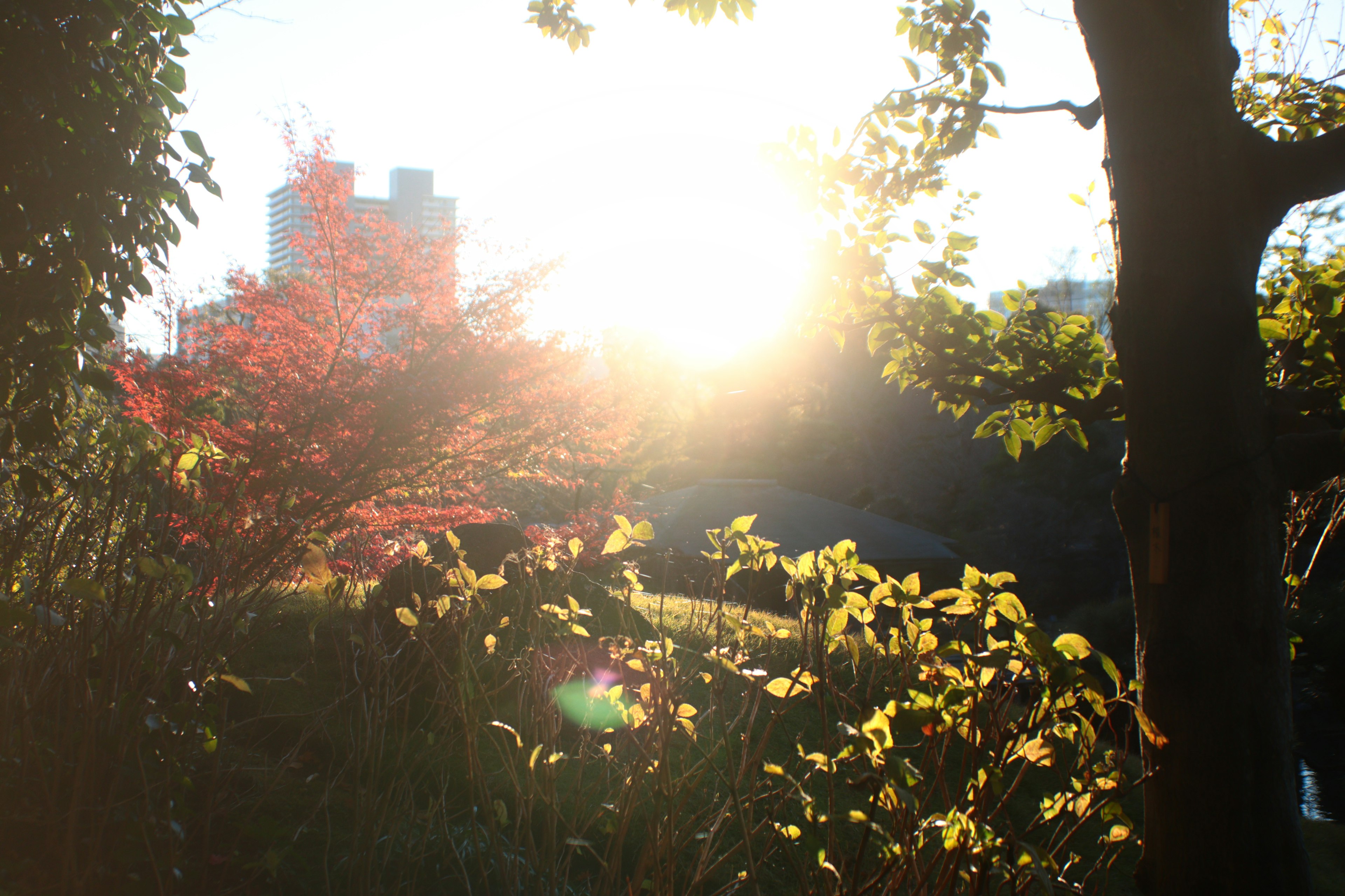 Sunlight filtering through a park scene Red leaves and green plants visible