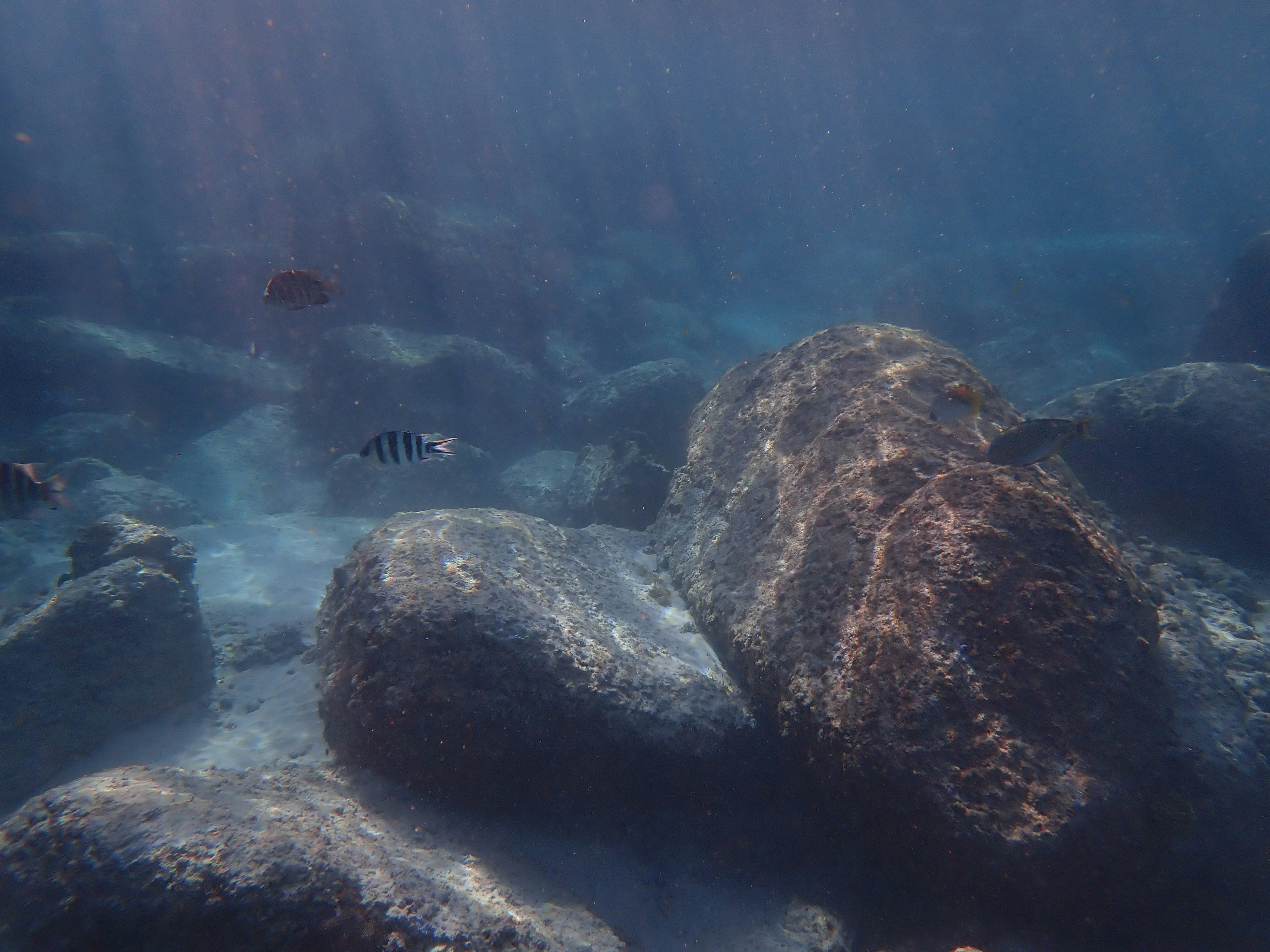 Pemandangan bawah air dengan batu dan ikan di perairan biru tenang