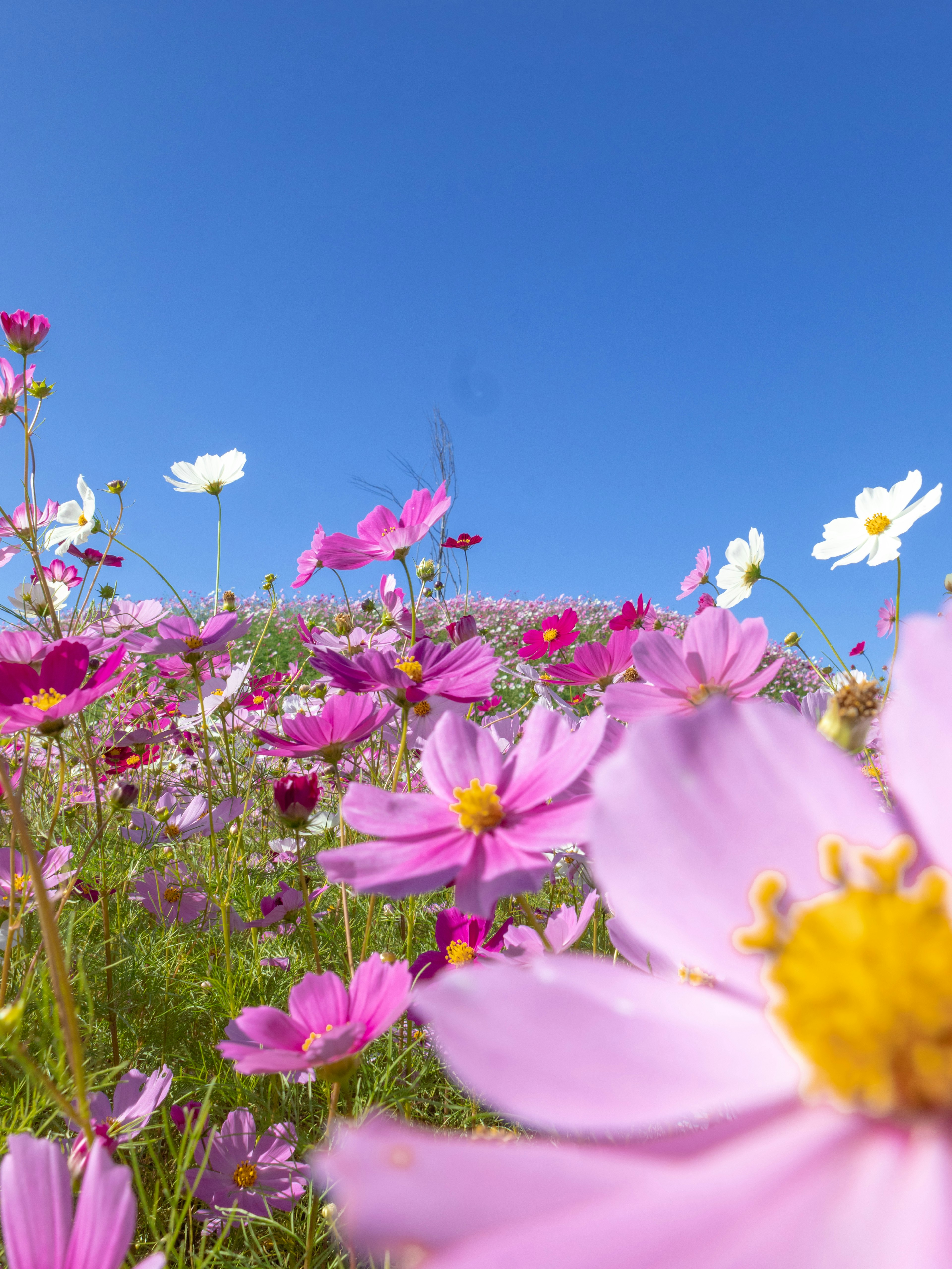 A vibrant field of flowers under a blue sky