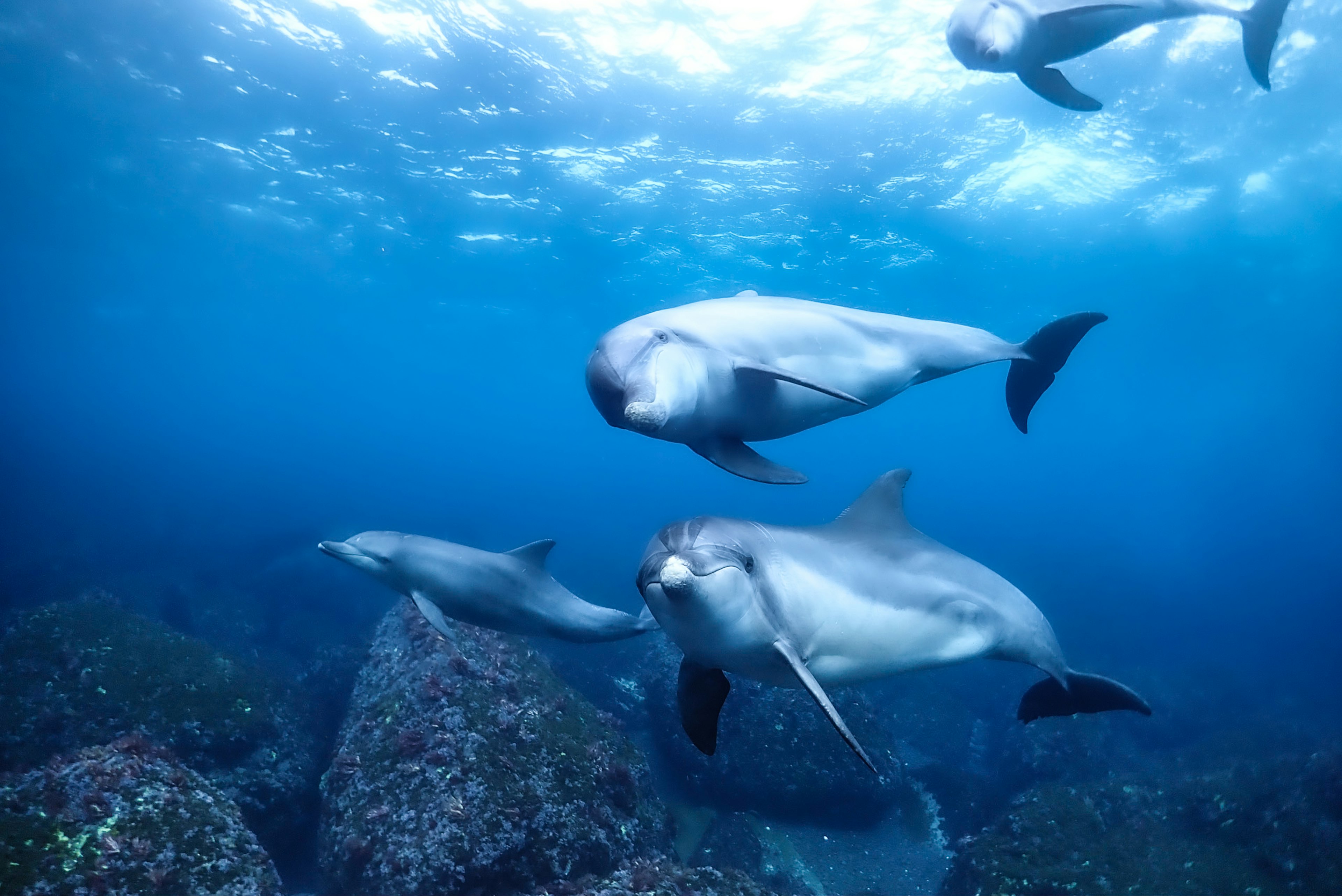 Dolphins swimming in clear blue water with underwater rocks