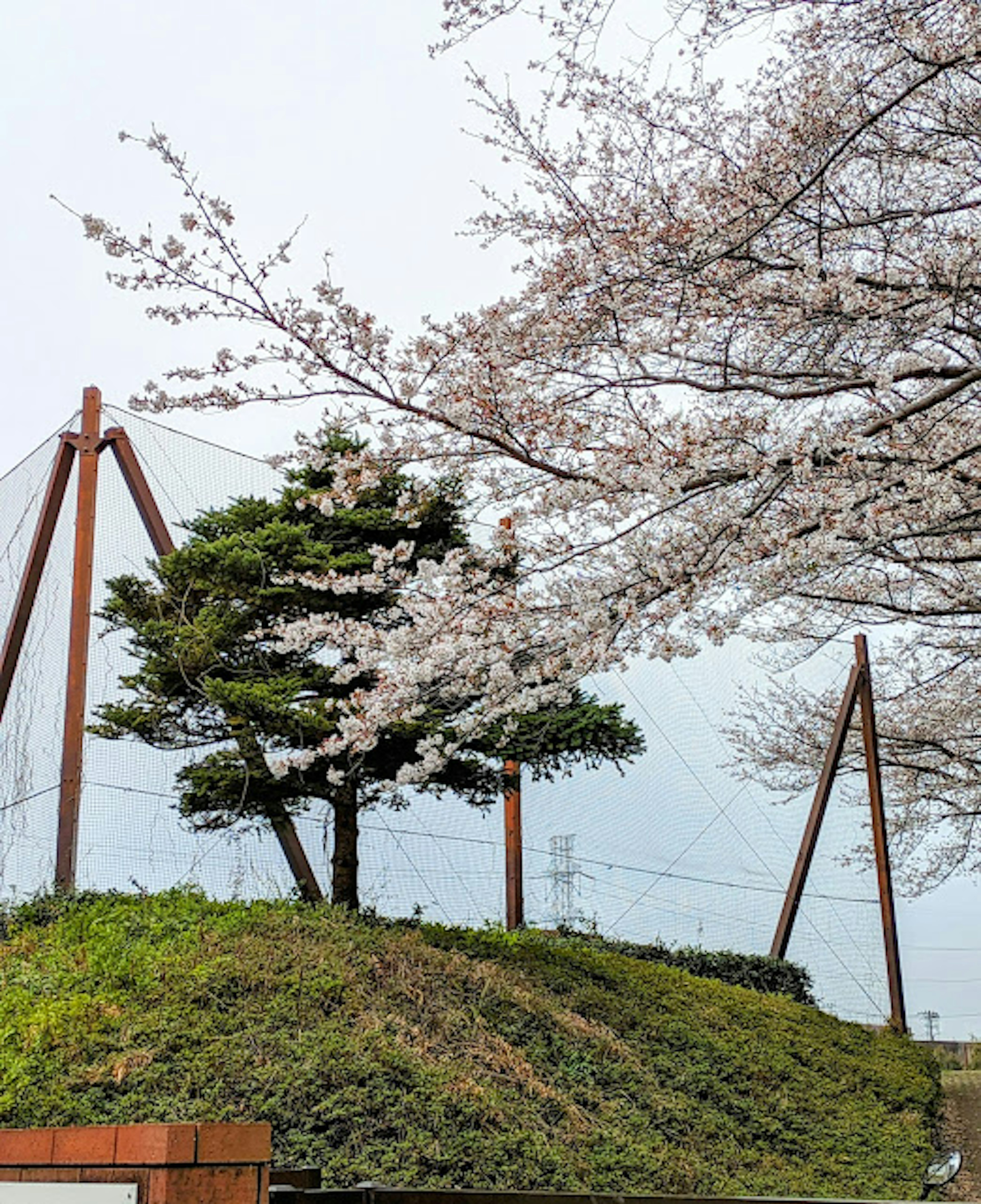 公園場景，有櫻花樹和遊樂設施