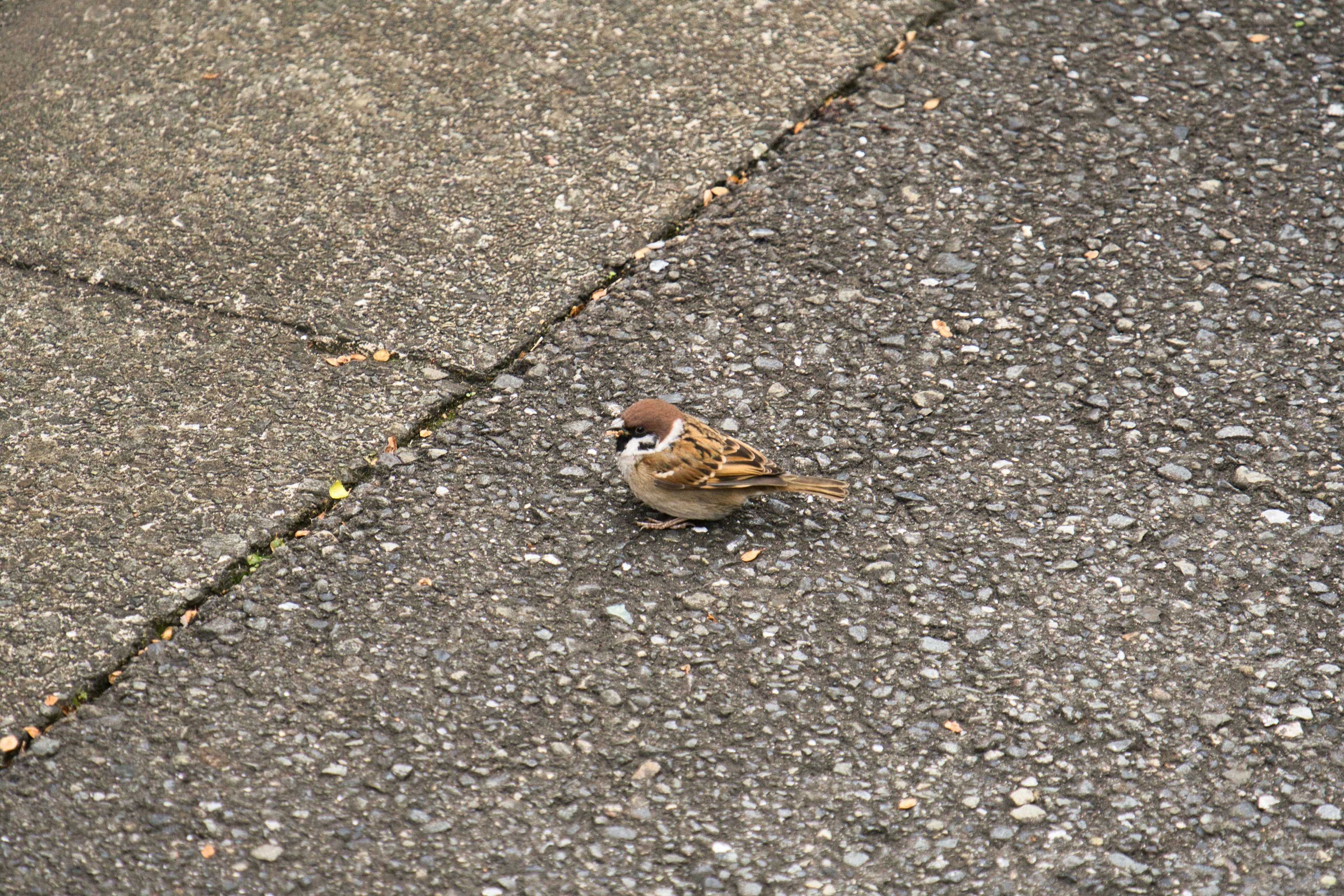 Ein kleiner Spatz auf dem Boden