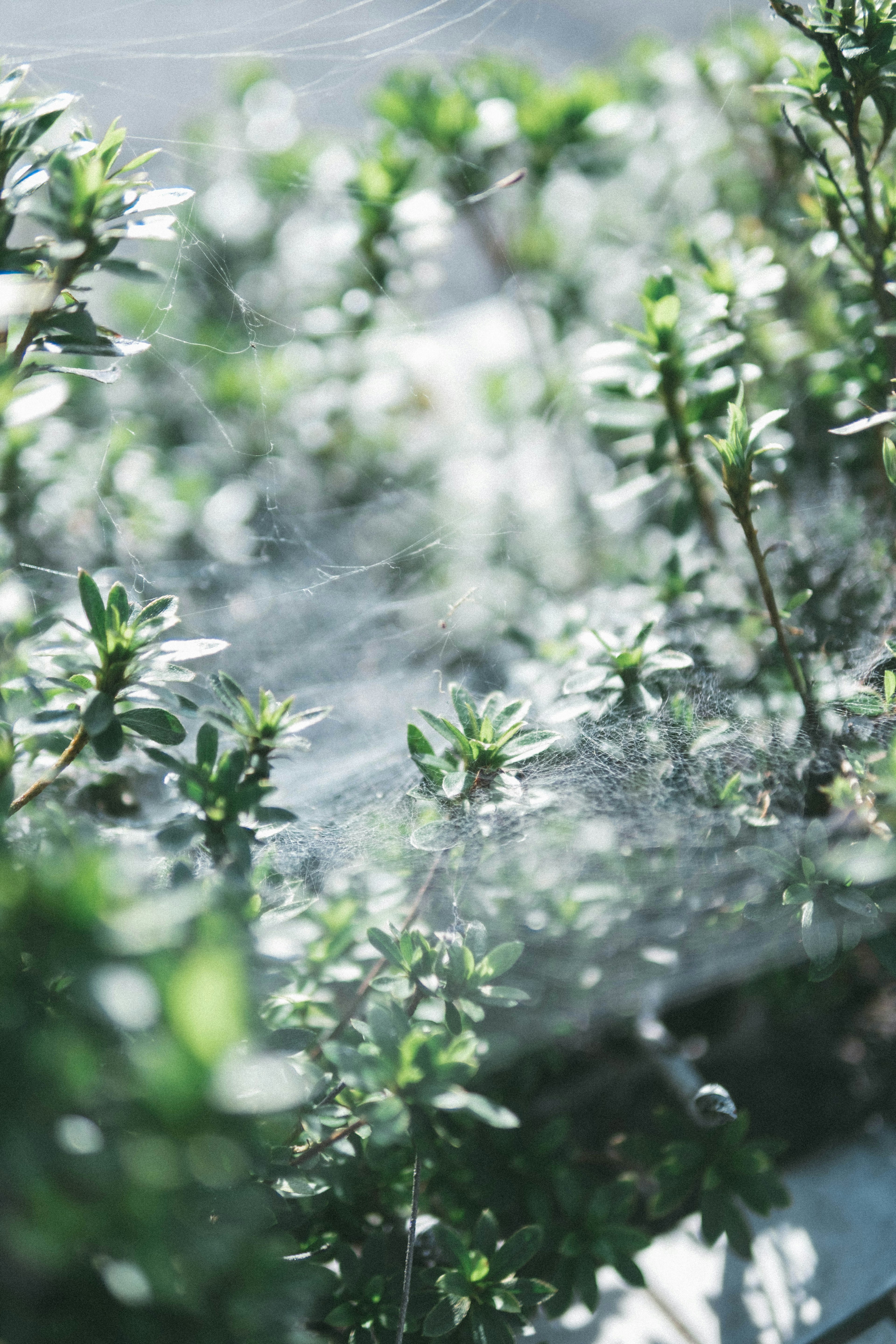 緑の植物の間に張られたクモの巣の写真