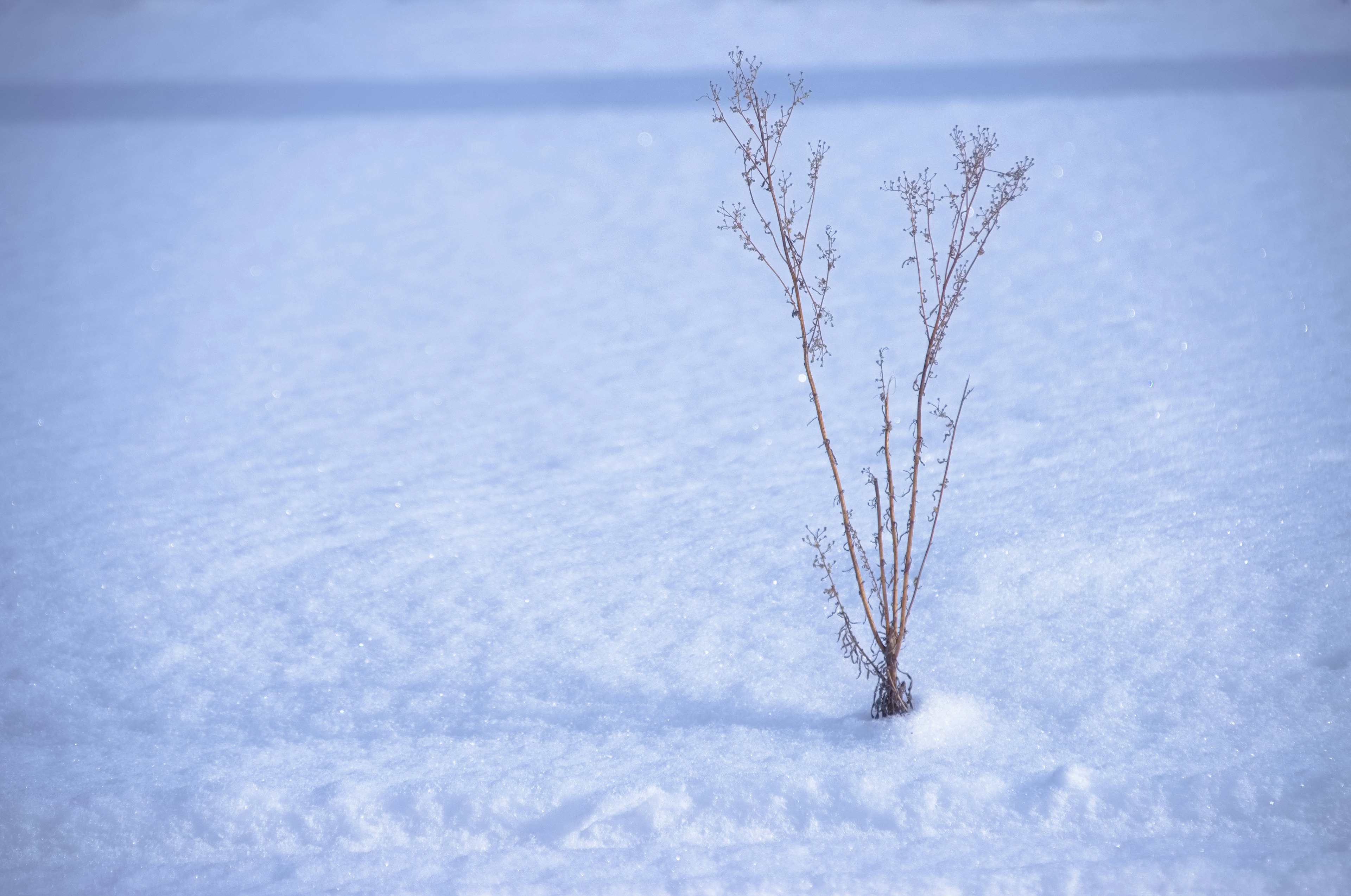 雪に覆われた風景の中に立つ小さな植物