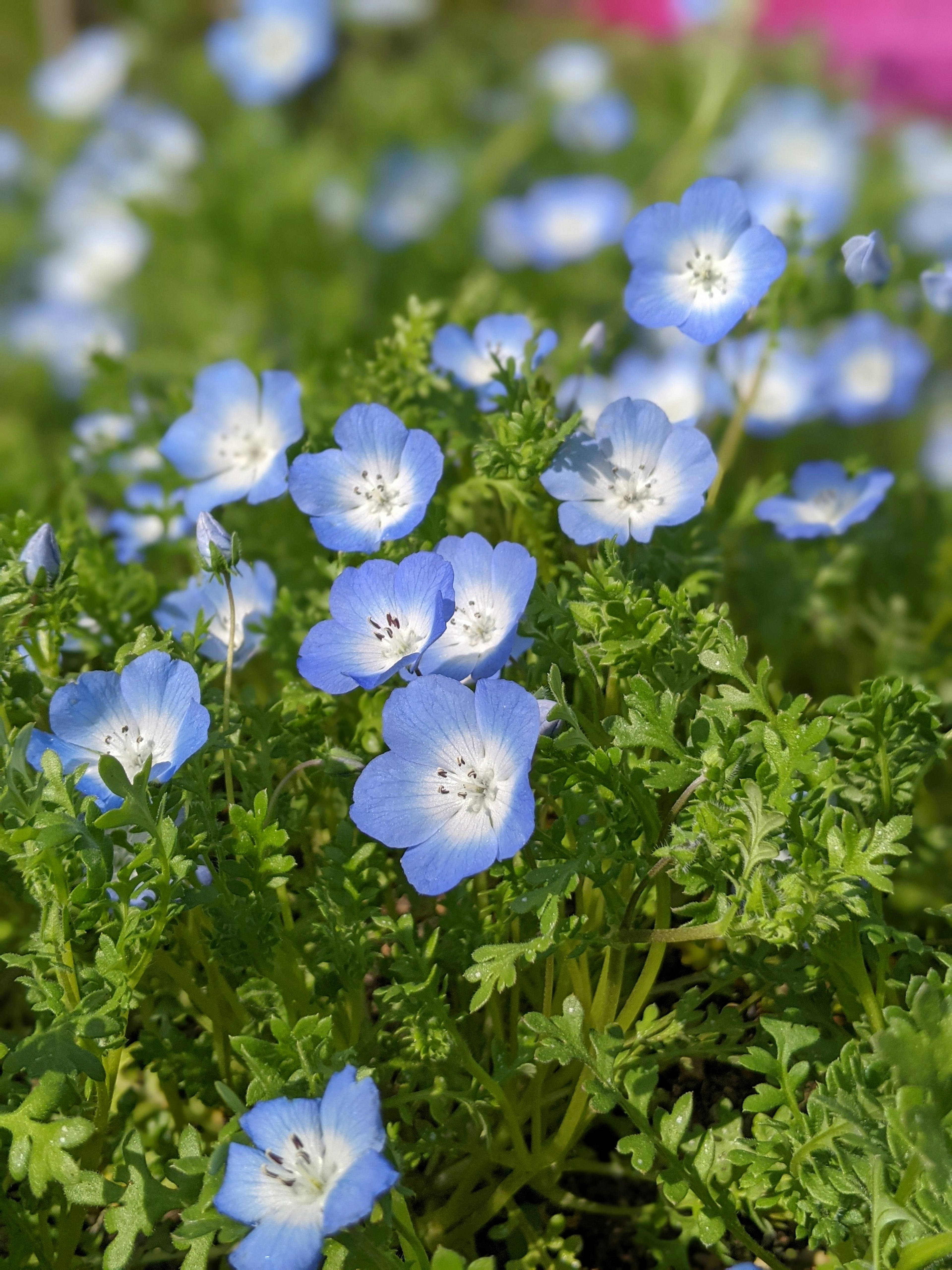 Raggruppamento di fiori di nemophila blu con foglie verdi