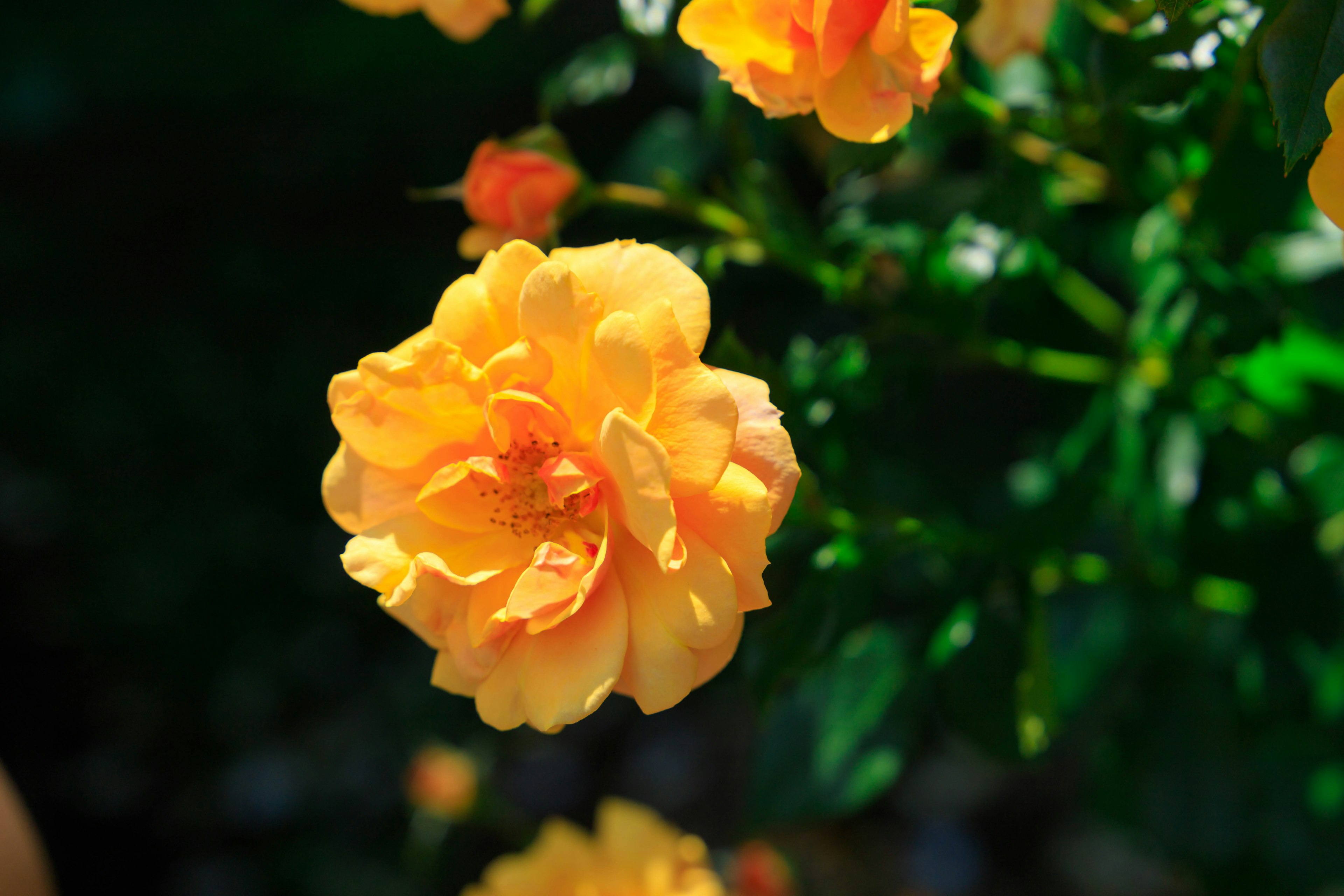 Eine lebhafte orangefarbene Rose blüht zwischen üppigem Grün