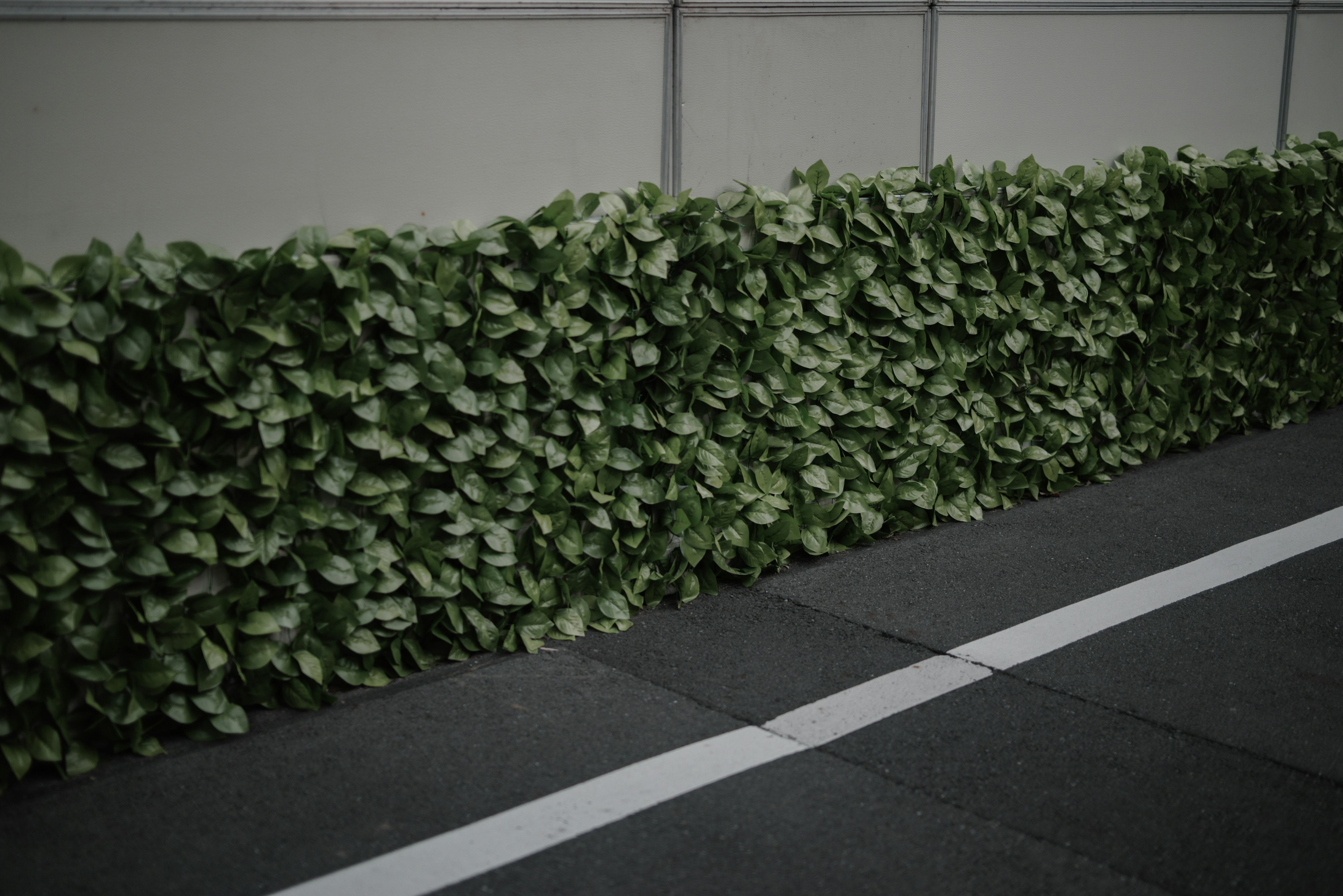 Une haie basse avec des feuilles vertes le long d'une route pavée