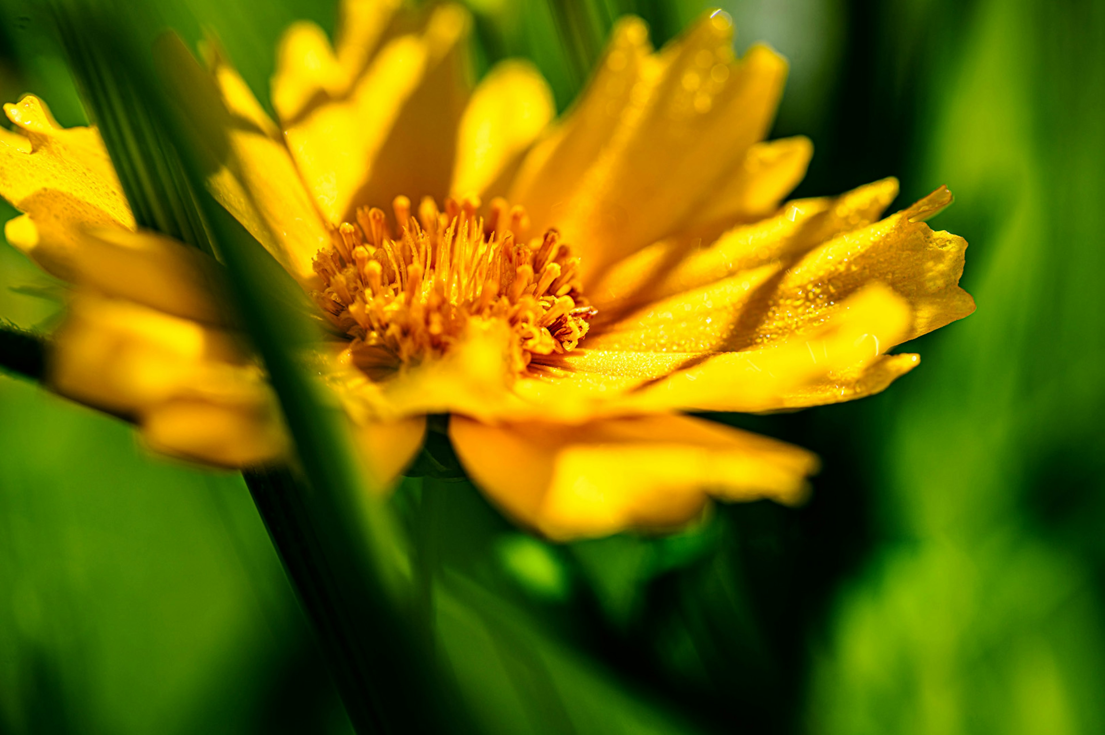 A vibrant yellow flower stands out against a green background