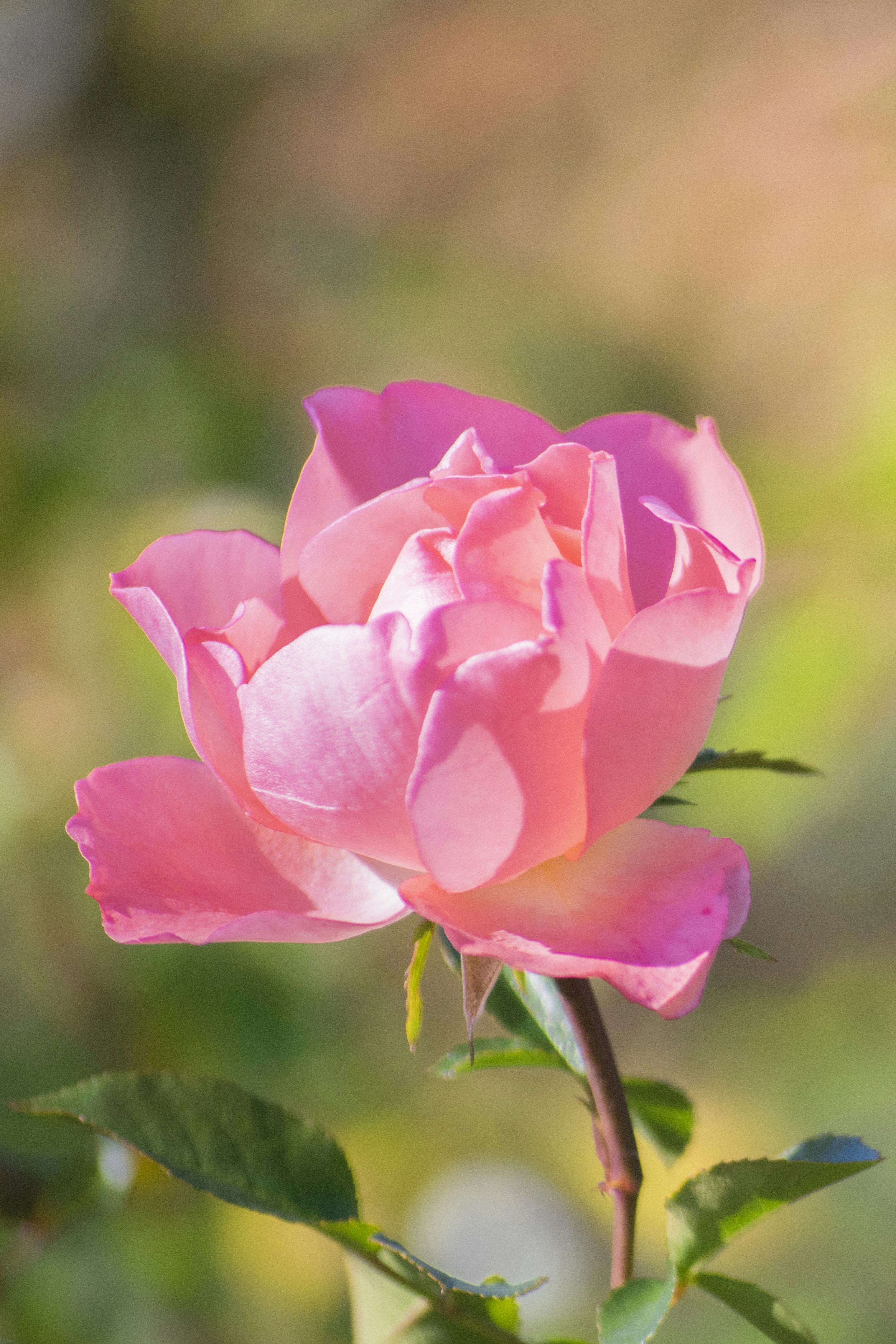 Eine zarte rosa Blume, die mit einem verschwommenen Hintergrund blüht