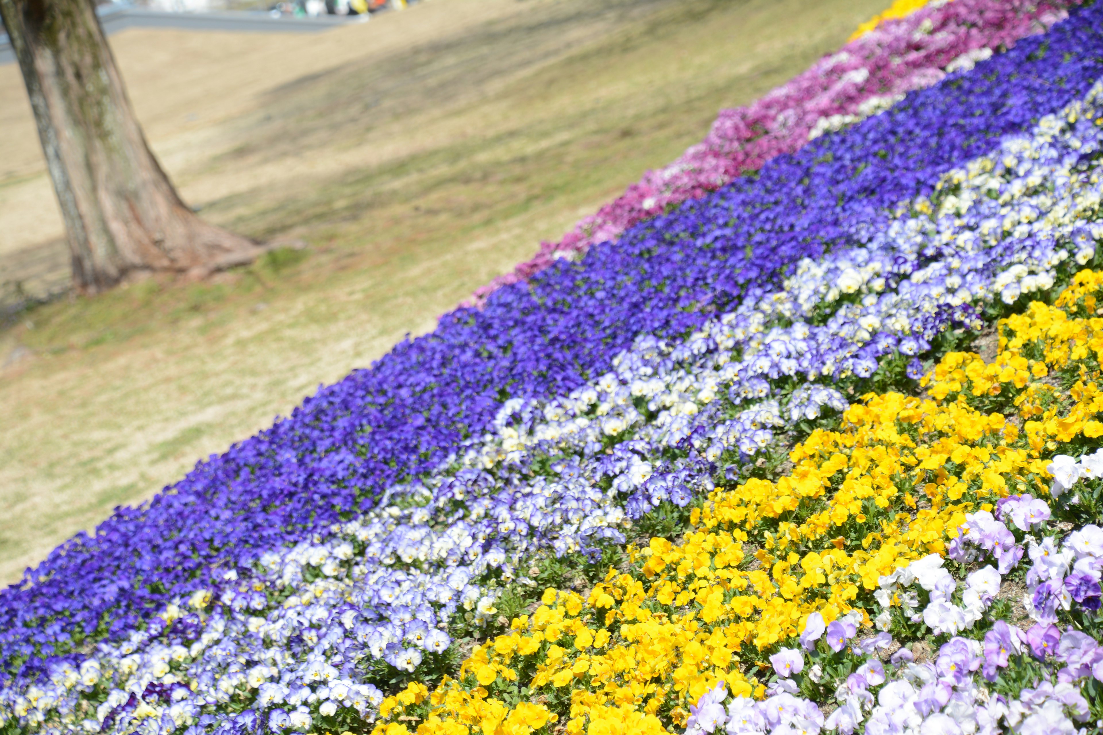 Massifs de fleurs vibrants sur un paysage en pente