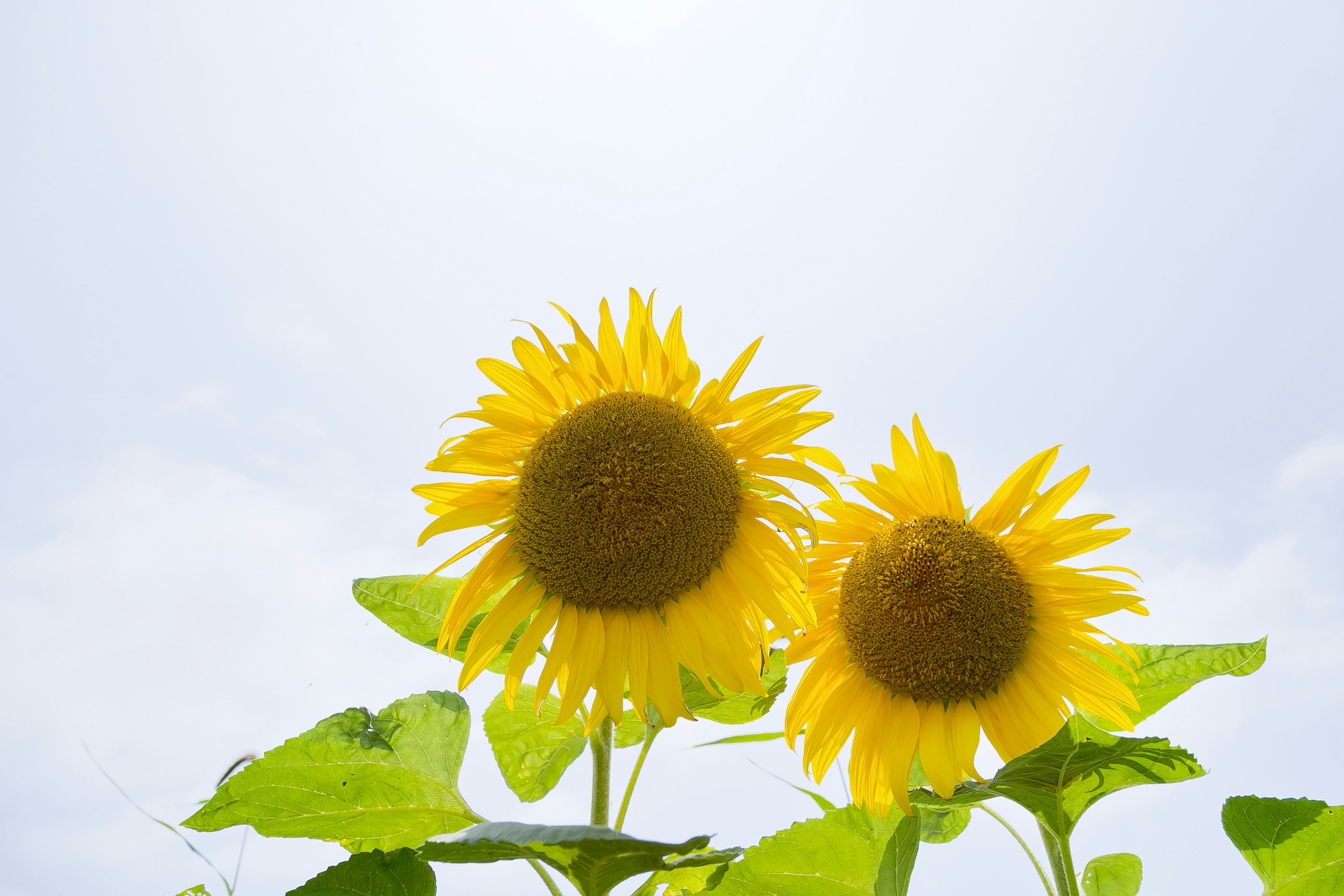 Two bright yellow sunflowers against a clear blue sky