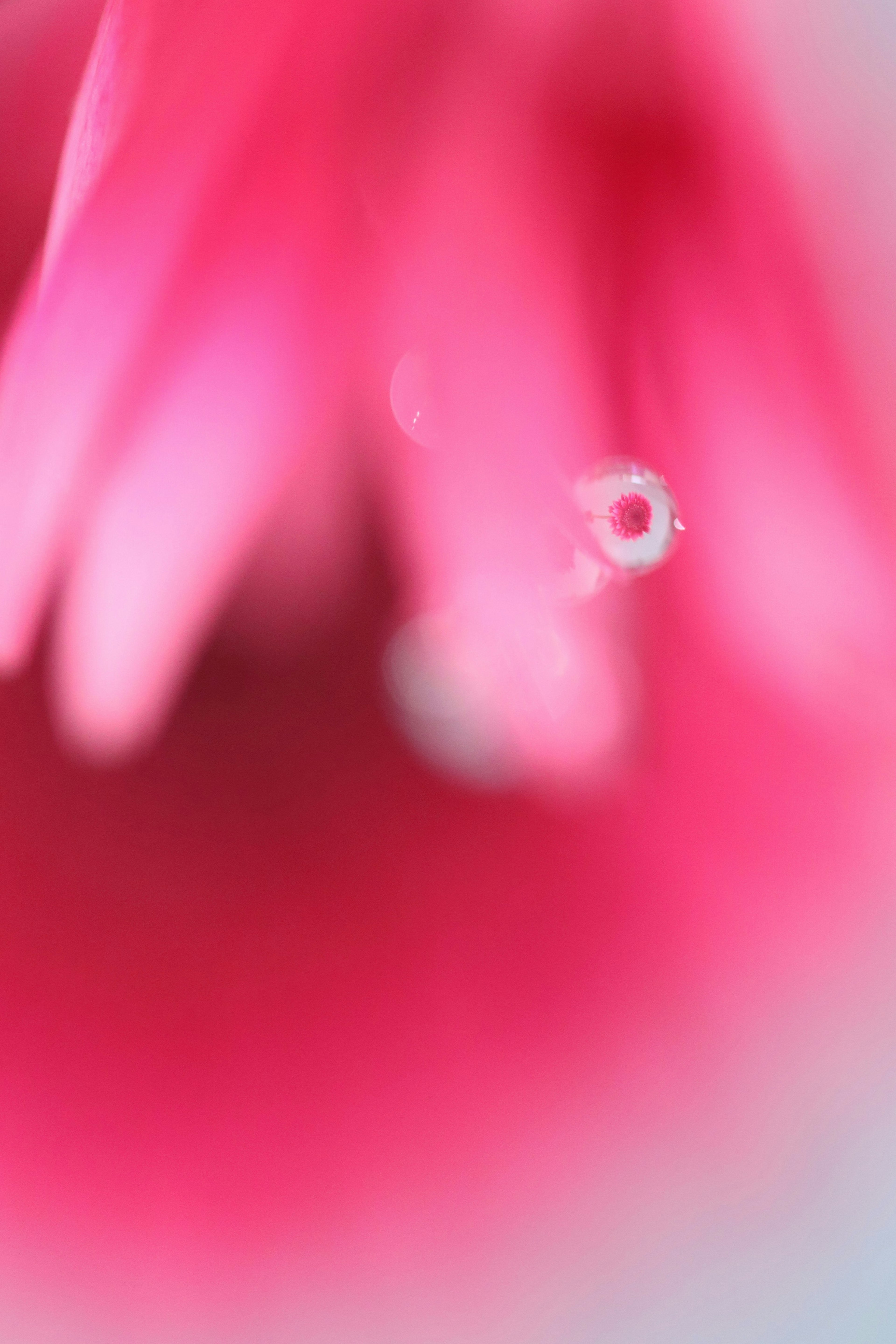 鮮やかなピンクの花びらがぼかされた背景に浮かび上がる