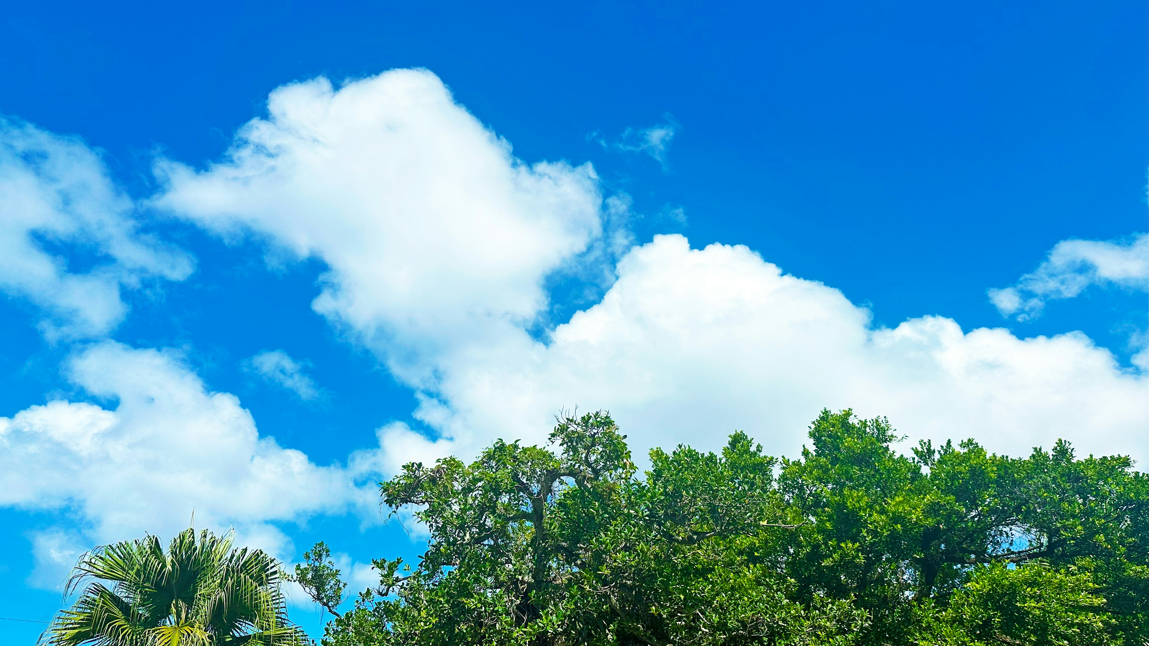 Un paesaggio con alberi verdi lussureggianti sotto un cielo blu brillante con nuvole bianche soffici