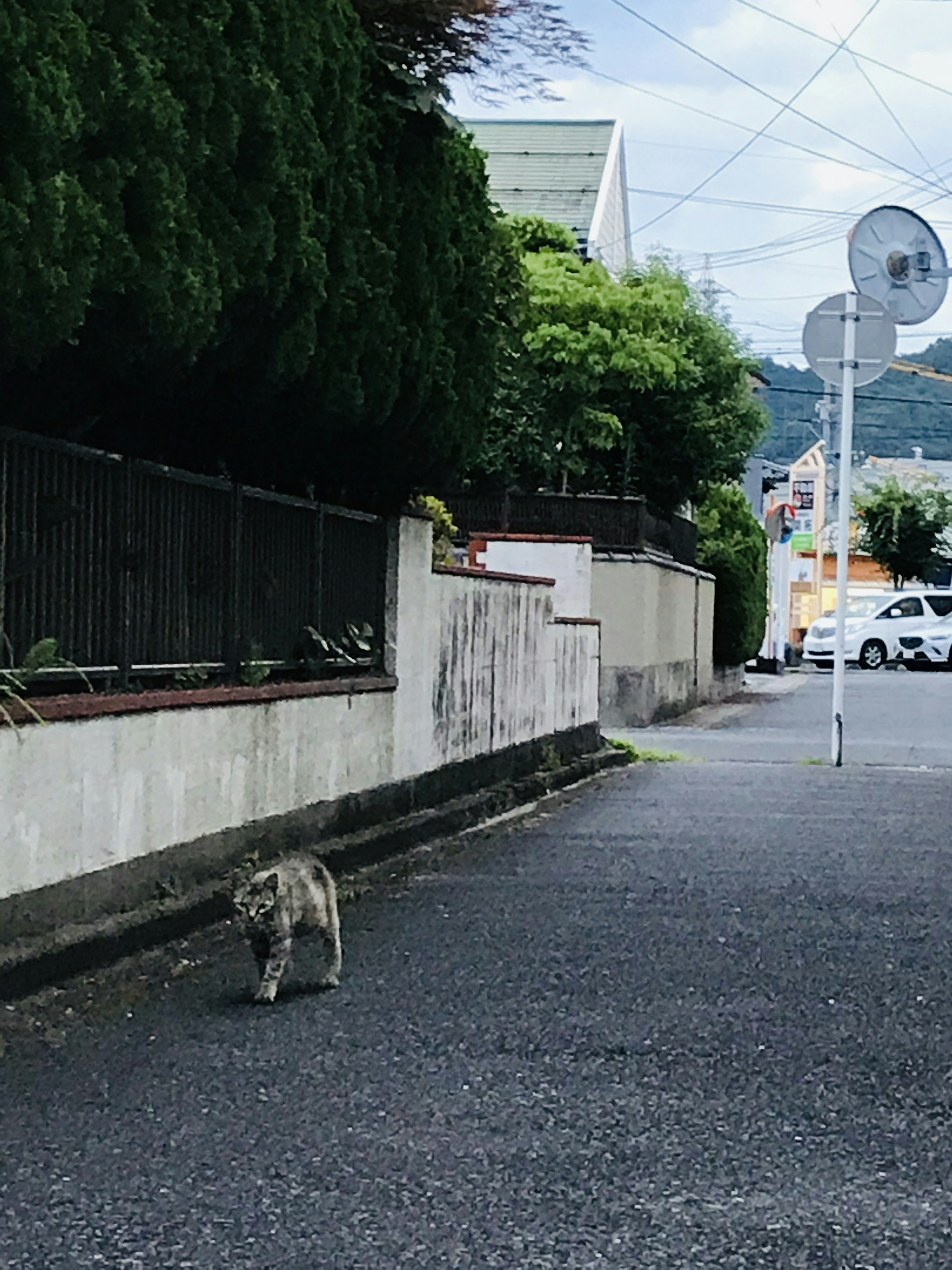 Katze geht eine ruhige Straße entlang mit Grünflächen und Häusern