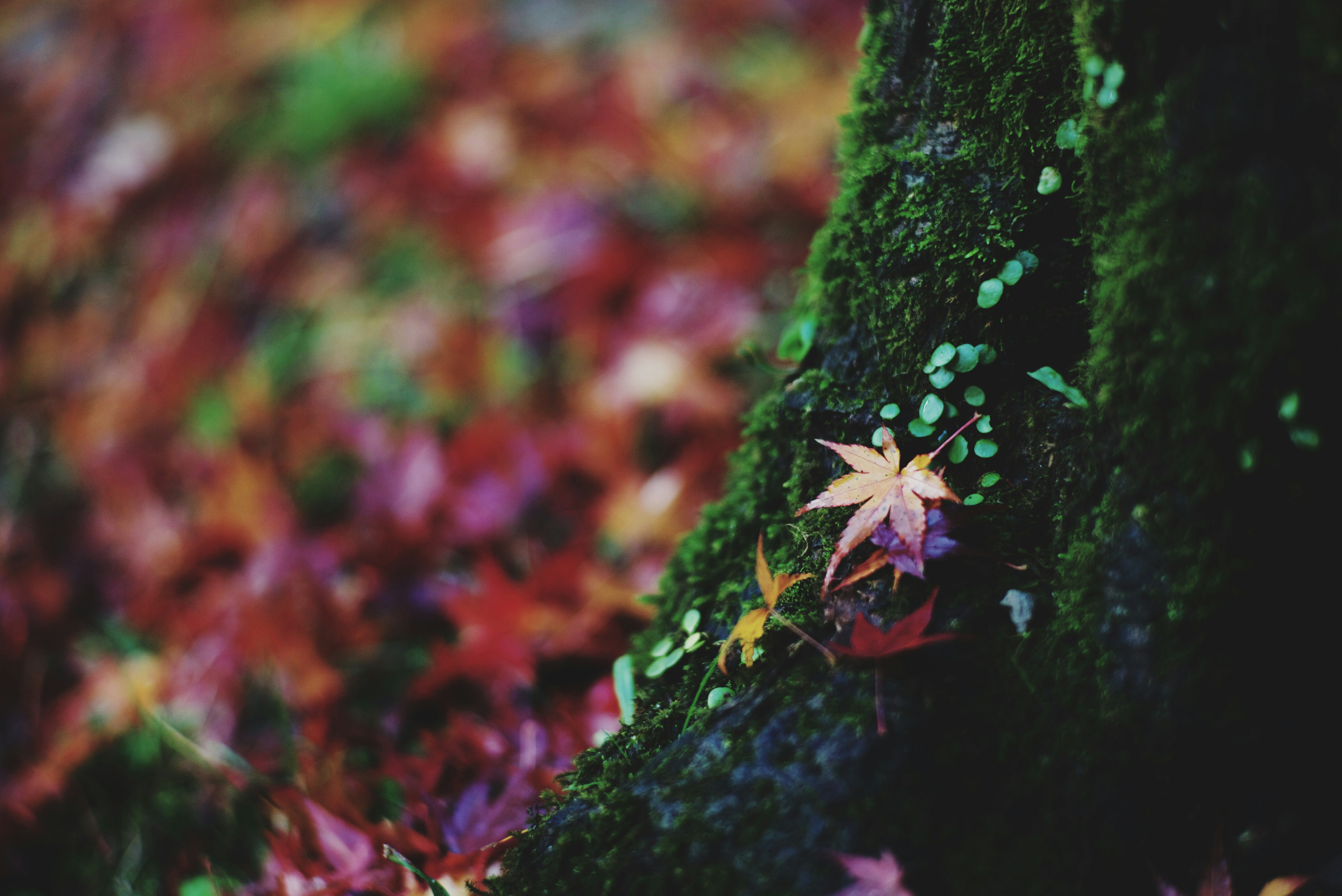 Moss-covered tree trunk with colorful autumn leaves