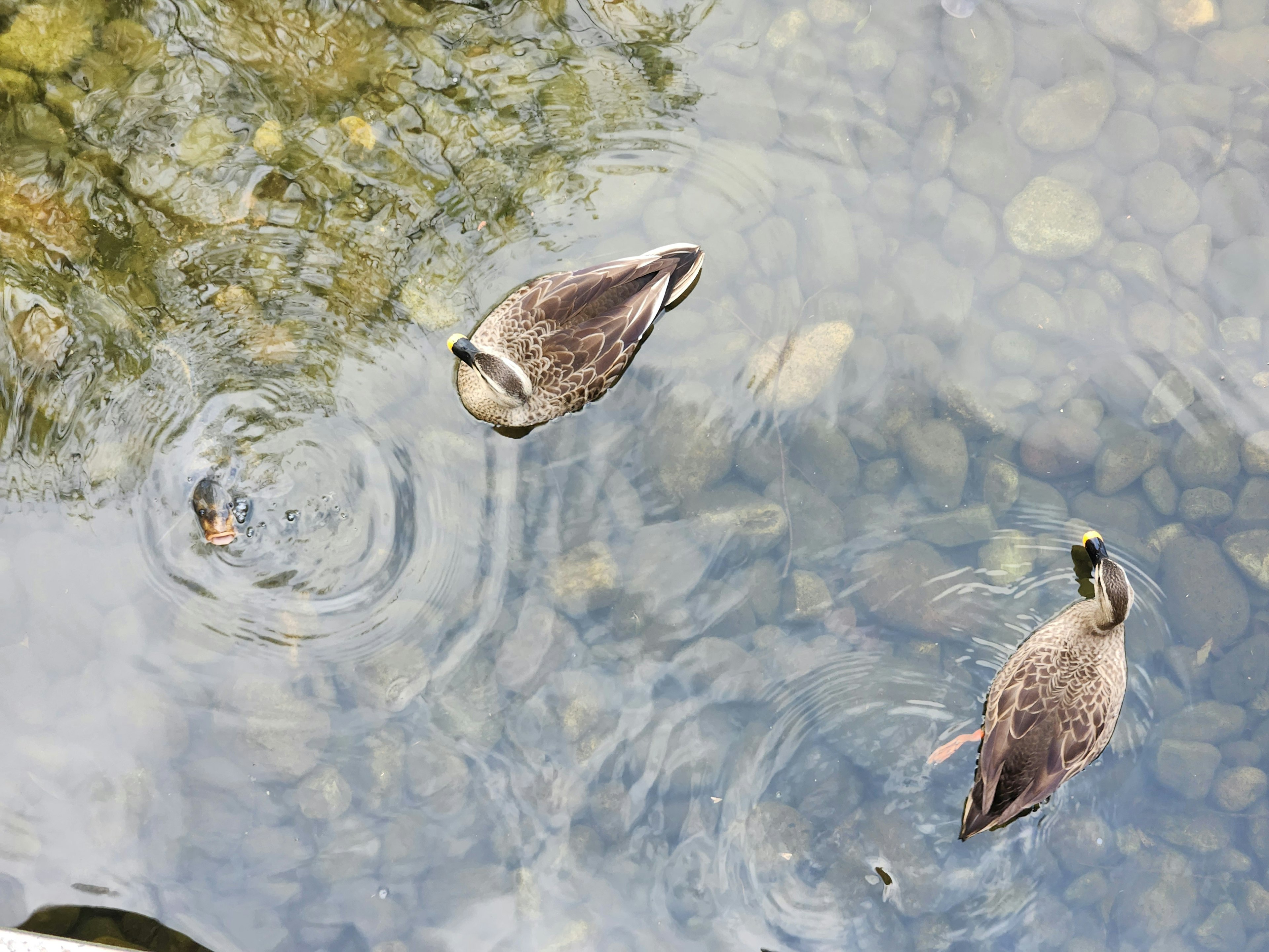 Dos patos nadando en una superficie de agua tranquila rodeada de pequeñas piedras