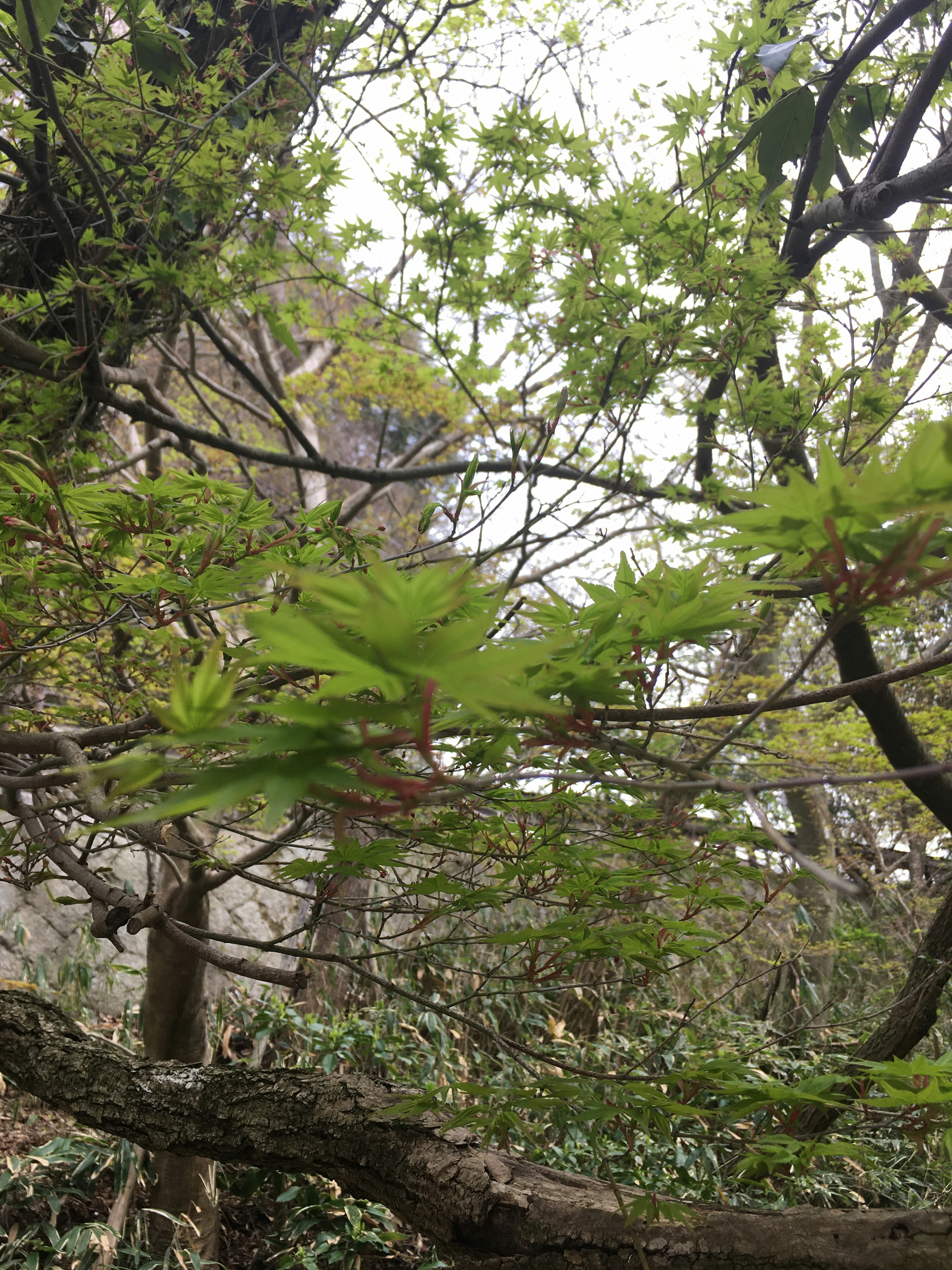 新緑の葉が茂る木の枝の写真