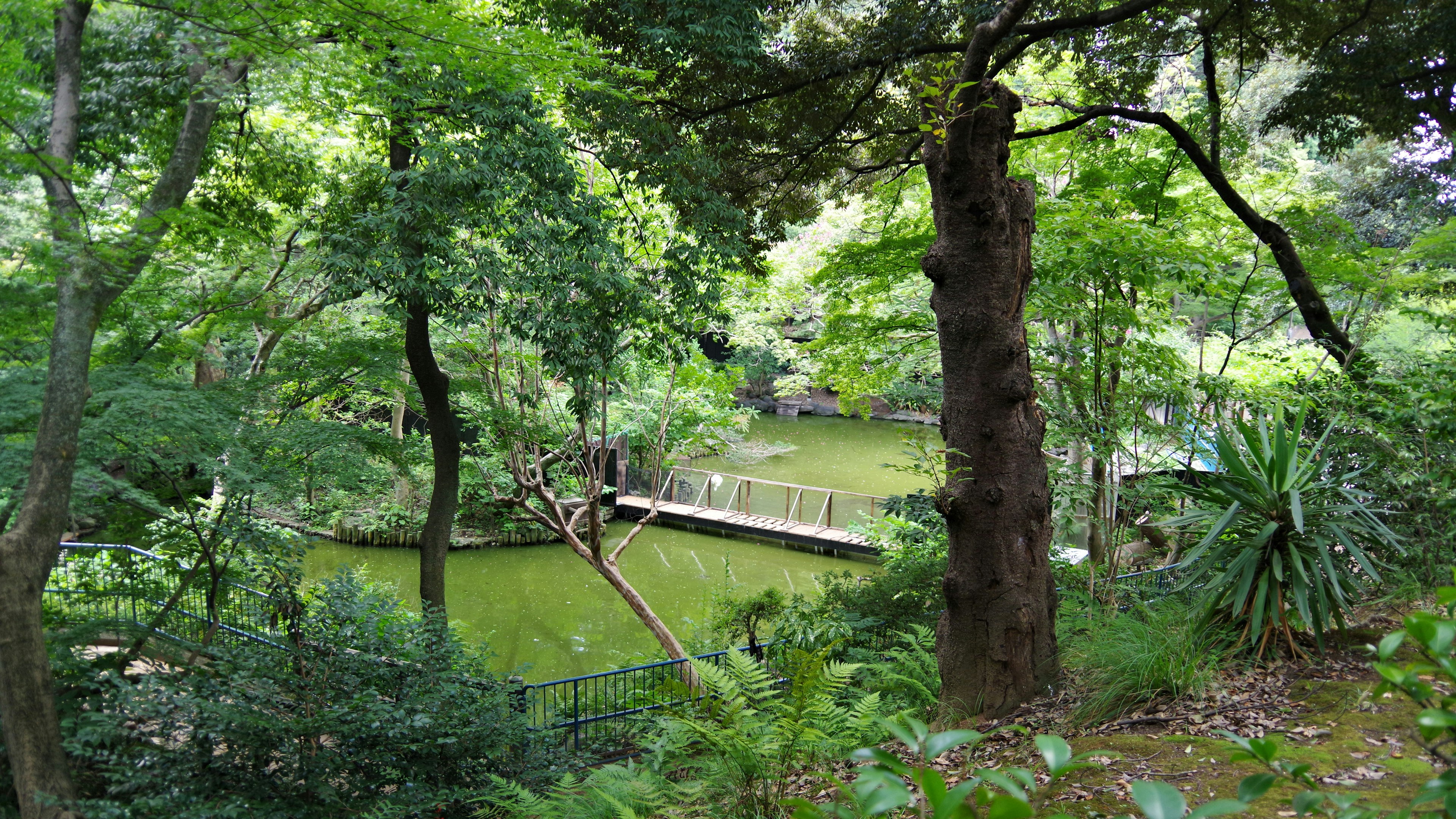 Lush green forest scene featuring a small bridge over a pond