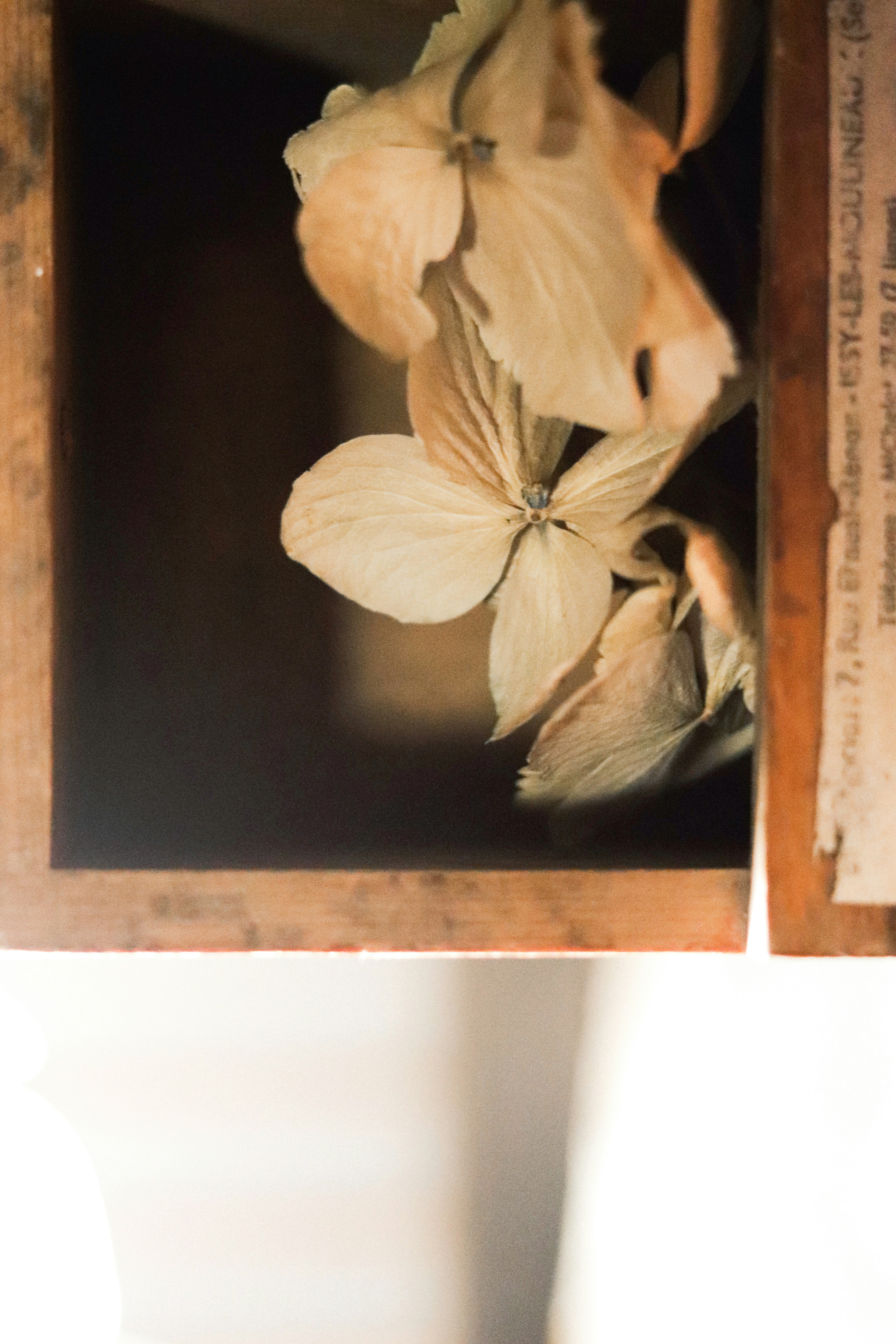 Hermosa exhibición de flores secas en una caja de madera