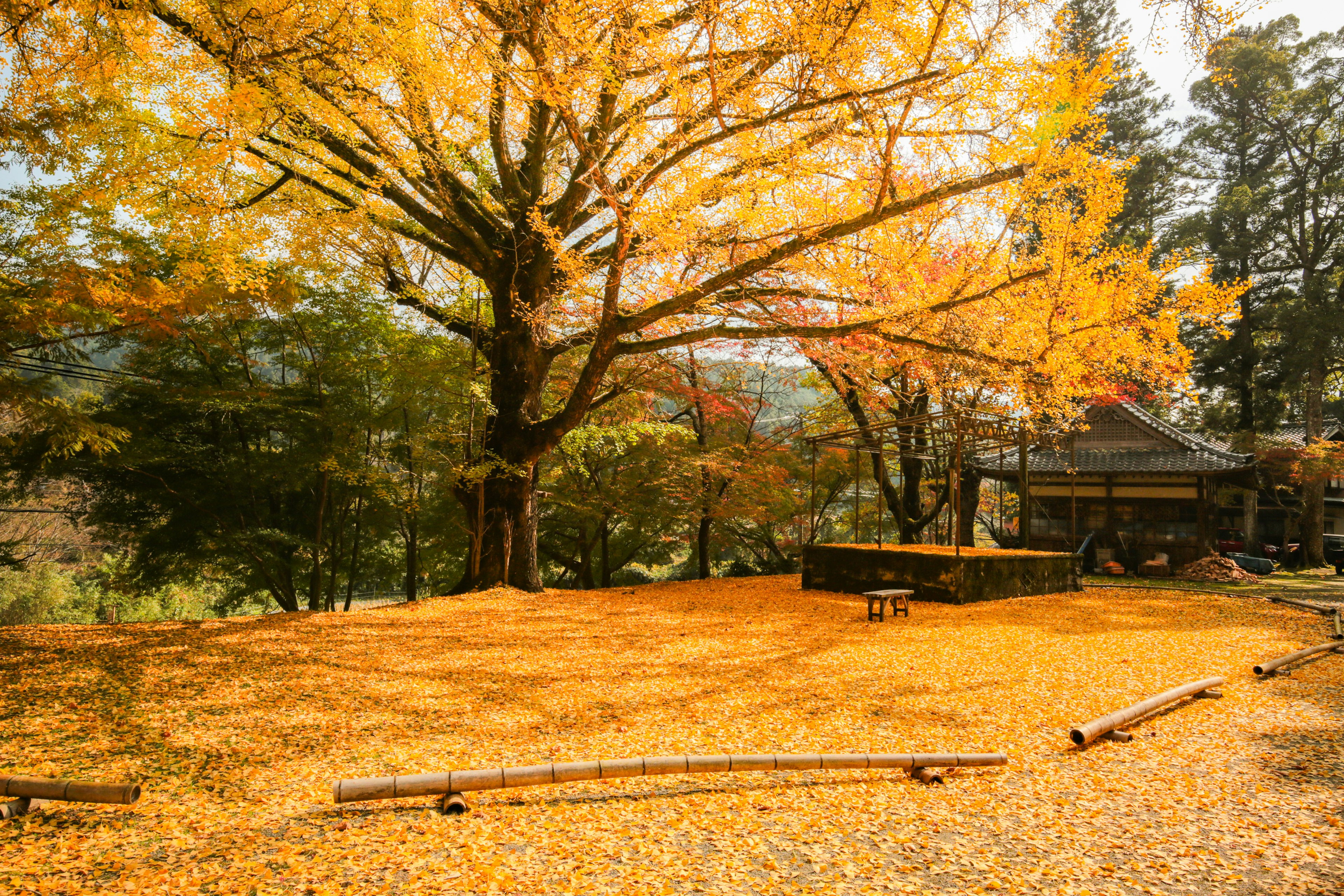 Paysage automnal pittoresque avec un grand érable et un tapis de feuilles tombées