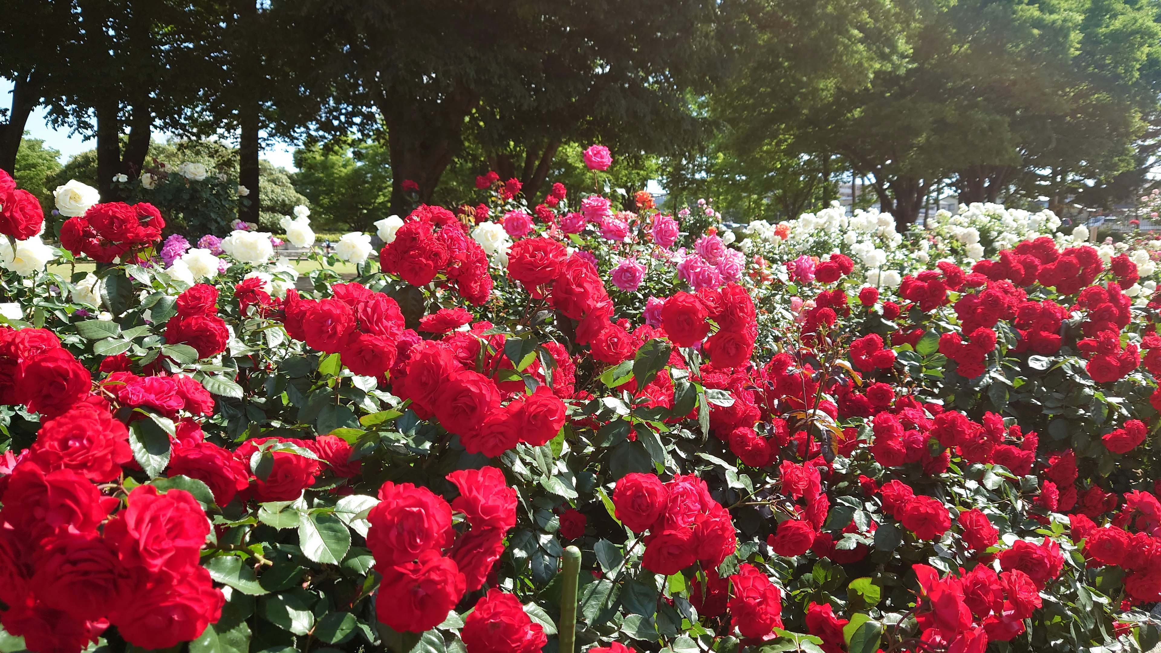 Vibrante Rosen in verschiedenen Farben blühen in einem Garten