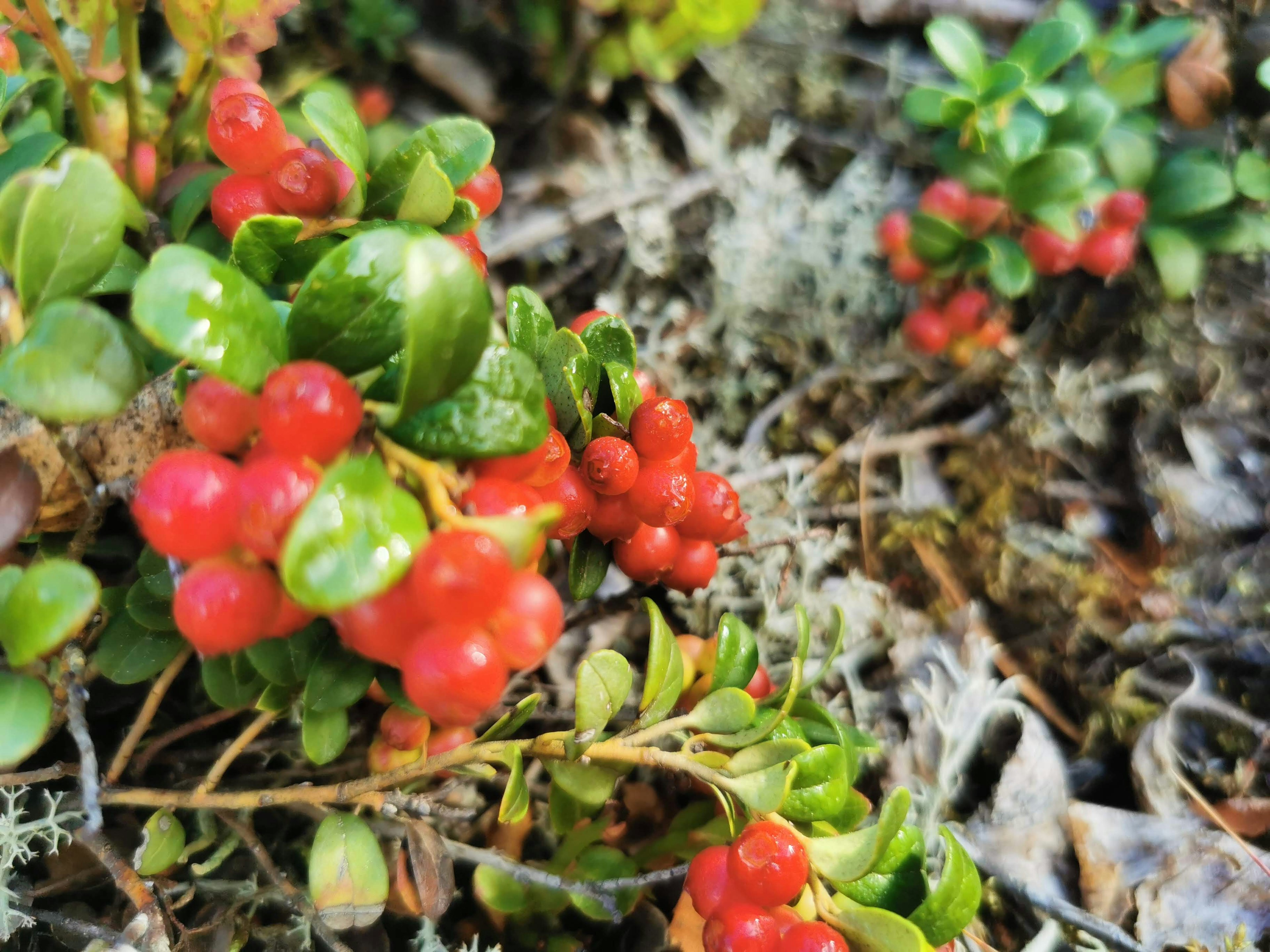 Nahaufnahme von Pflanzen mit roten Beeren und grünen Blättern