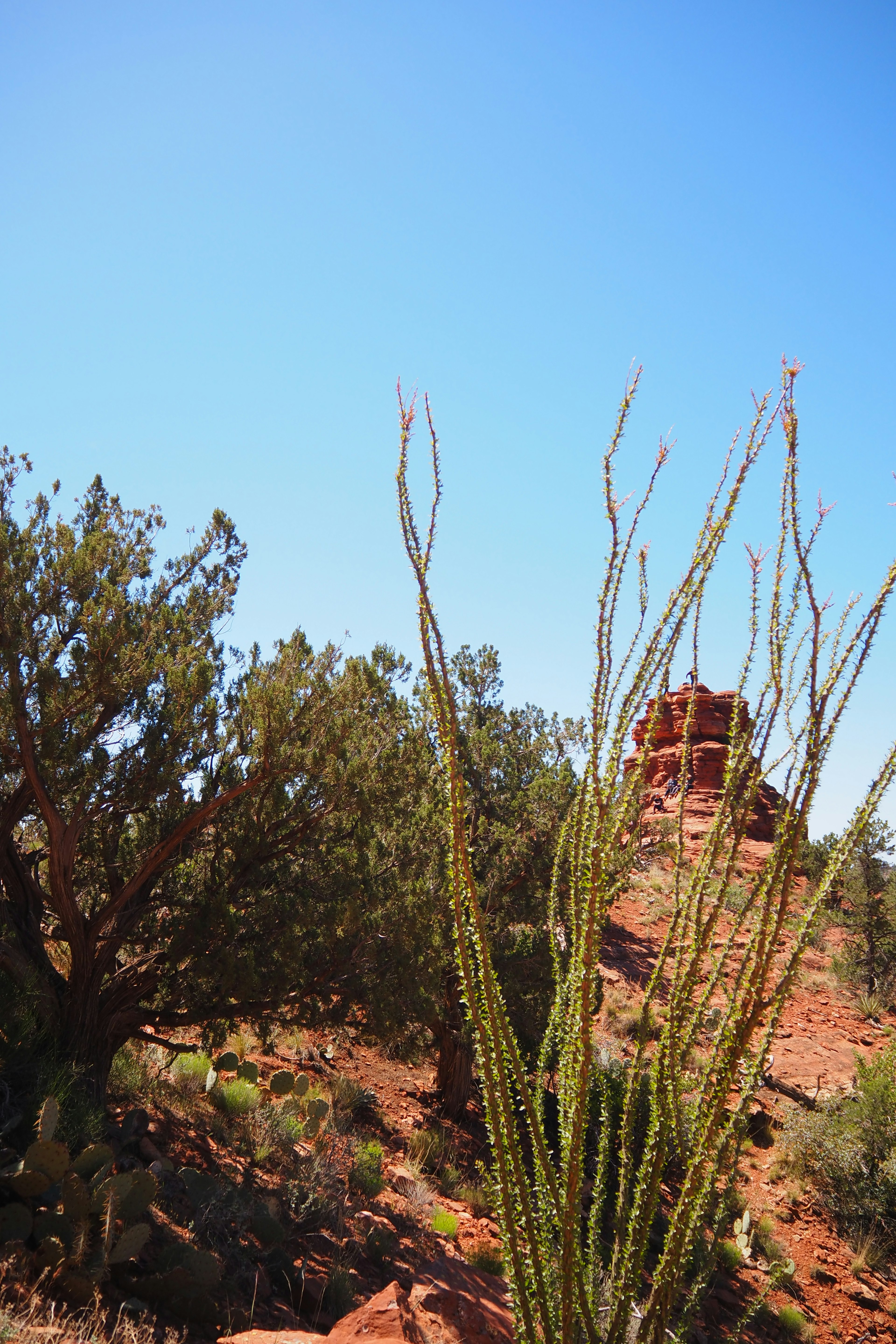 Desert landscape with tall ocotillo plants and a distant rocky formation under a clear blue sky