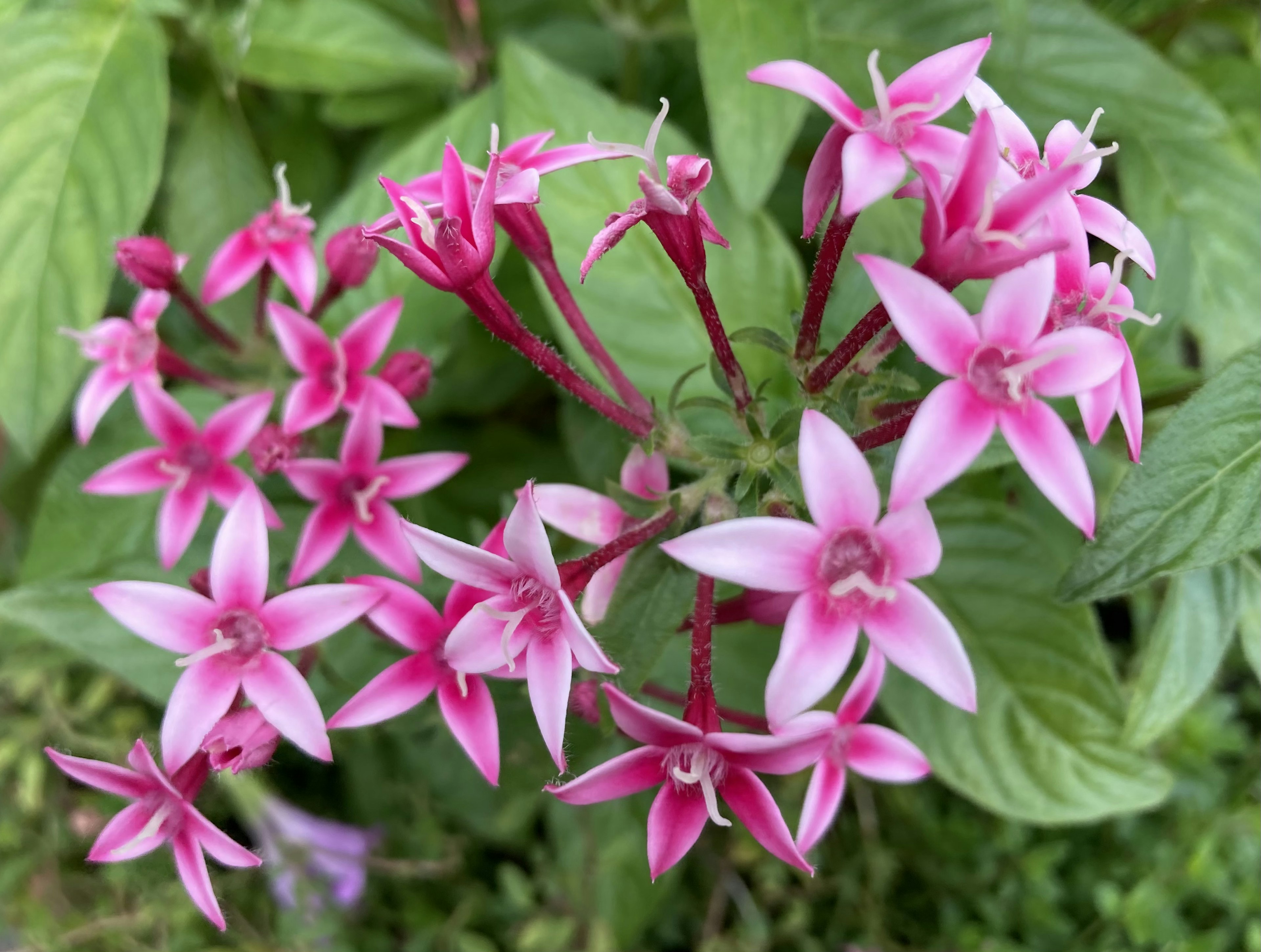 鮮やかなピンクの花が咲く植物のクローズアップ