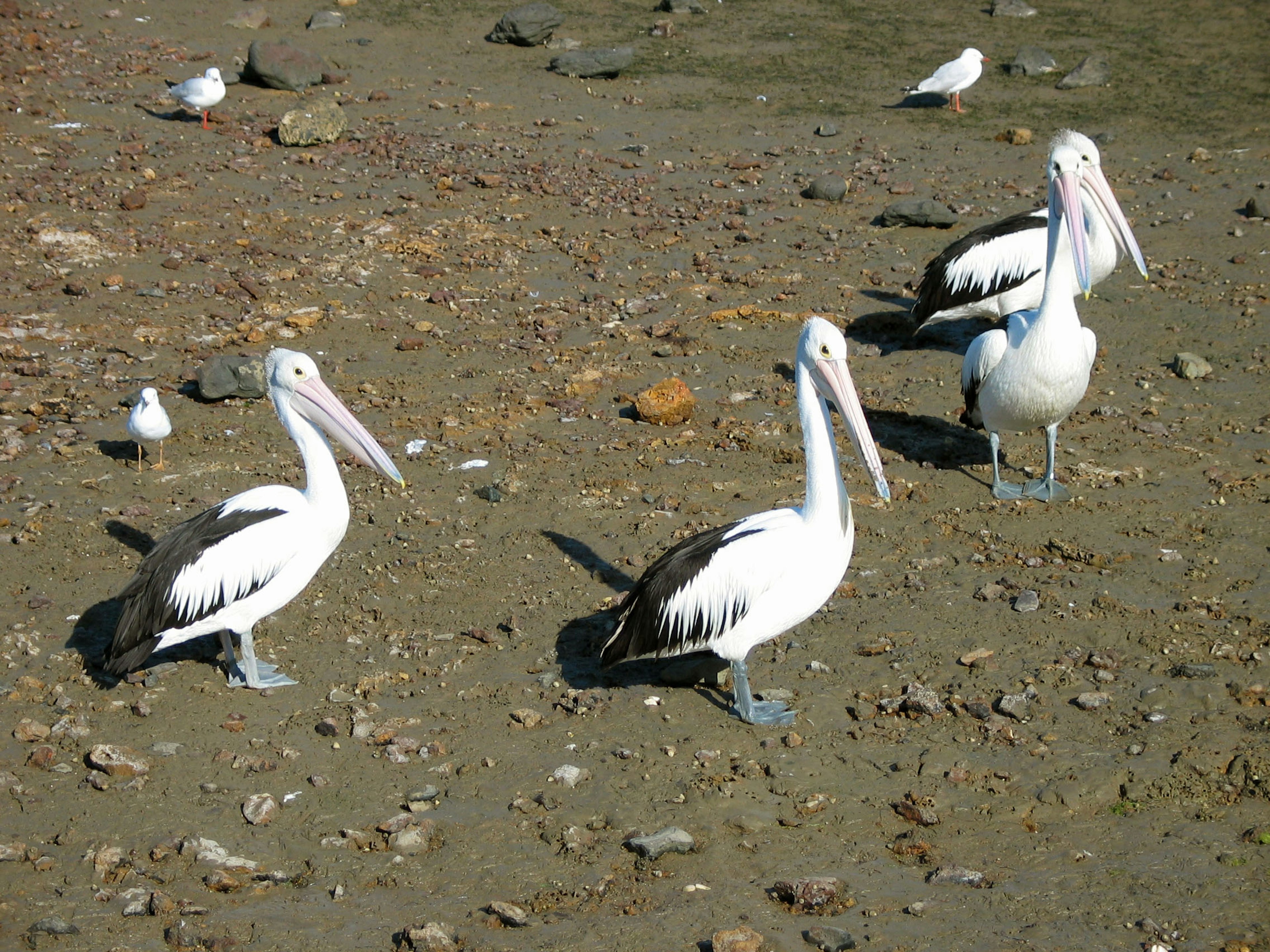 Pelícanos de pie en una playa de arena