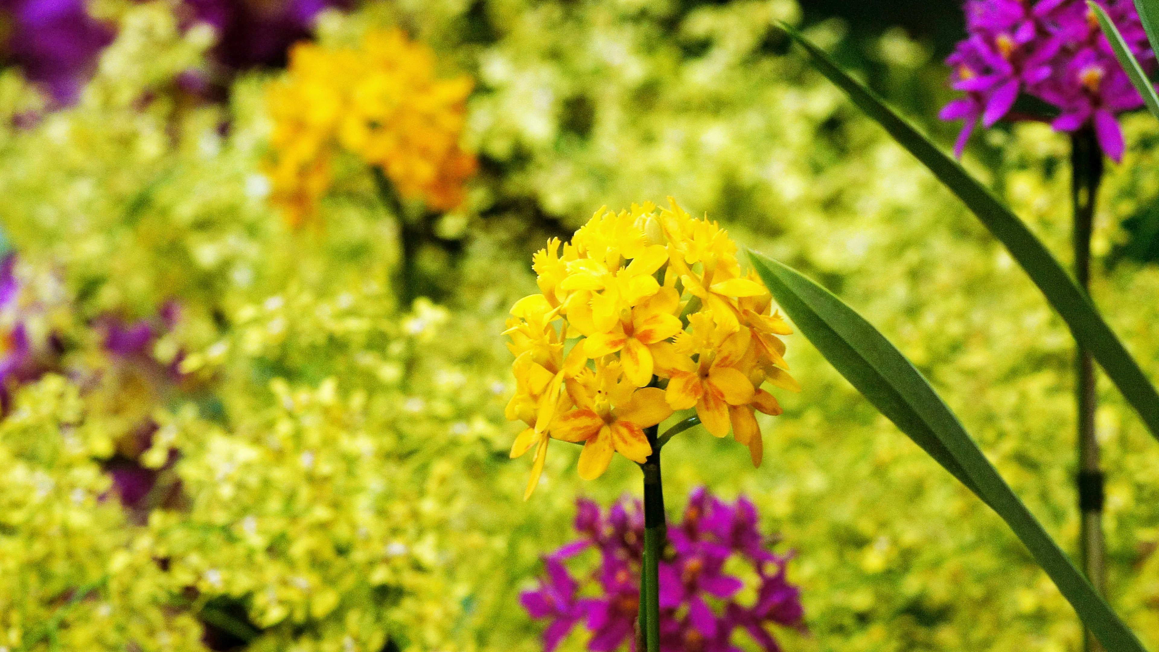 生機勃勃的花園場景，黃色和紫色花朵