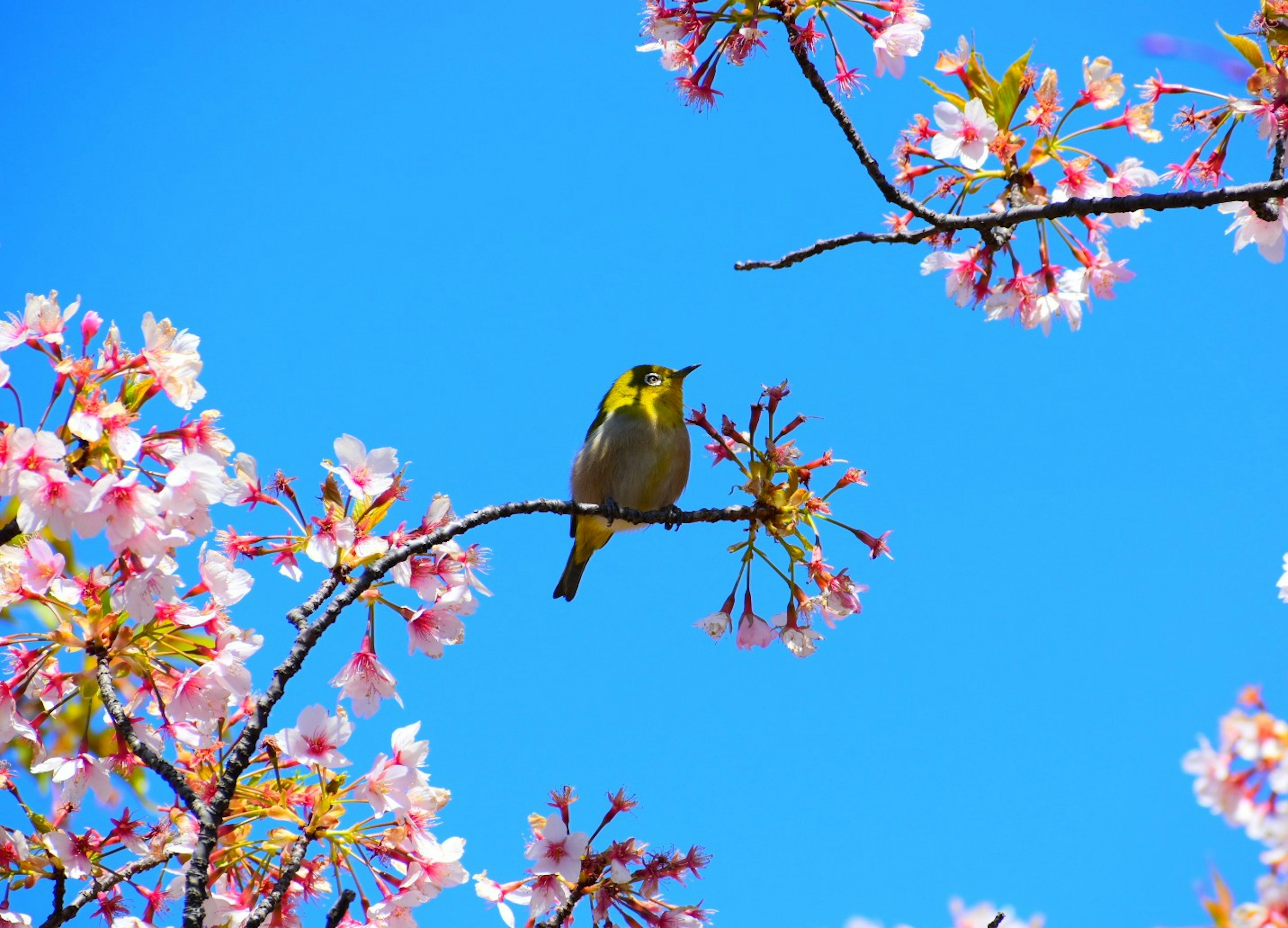 Un pequeño pájaro posado entre flores de cerezo bajo un cielo azul