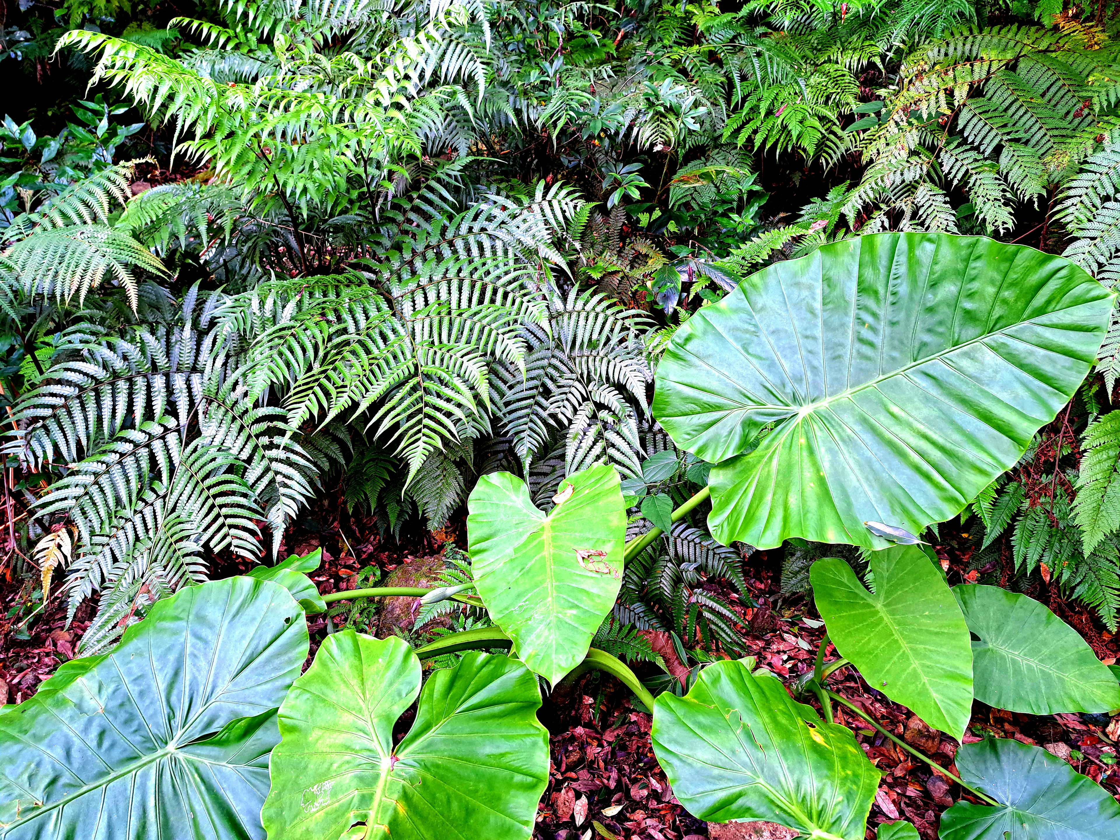 Fouillis tropical dense avec de grandes feuilles vertes et des fougères