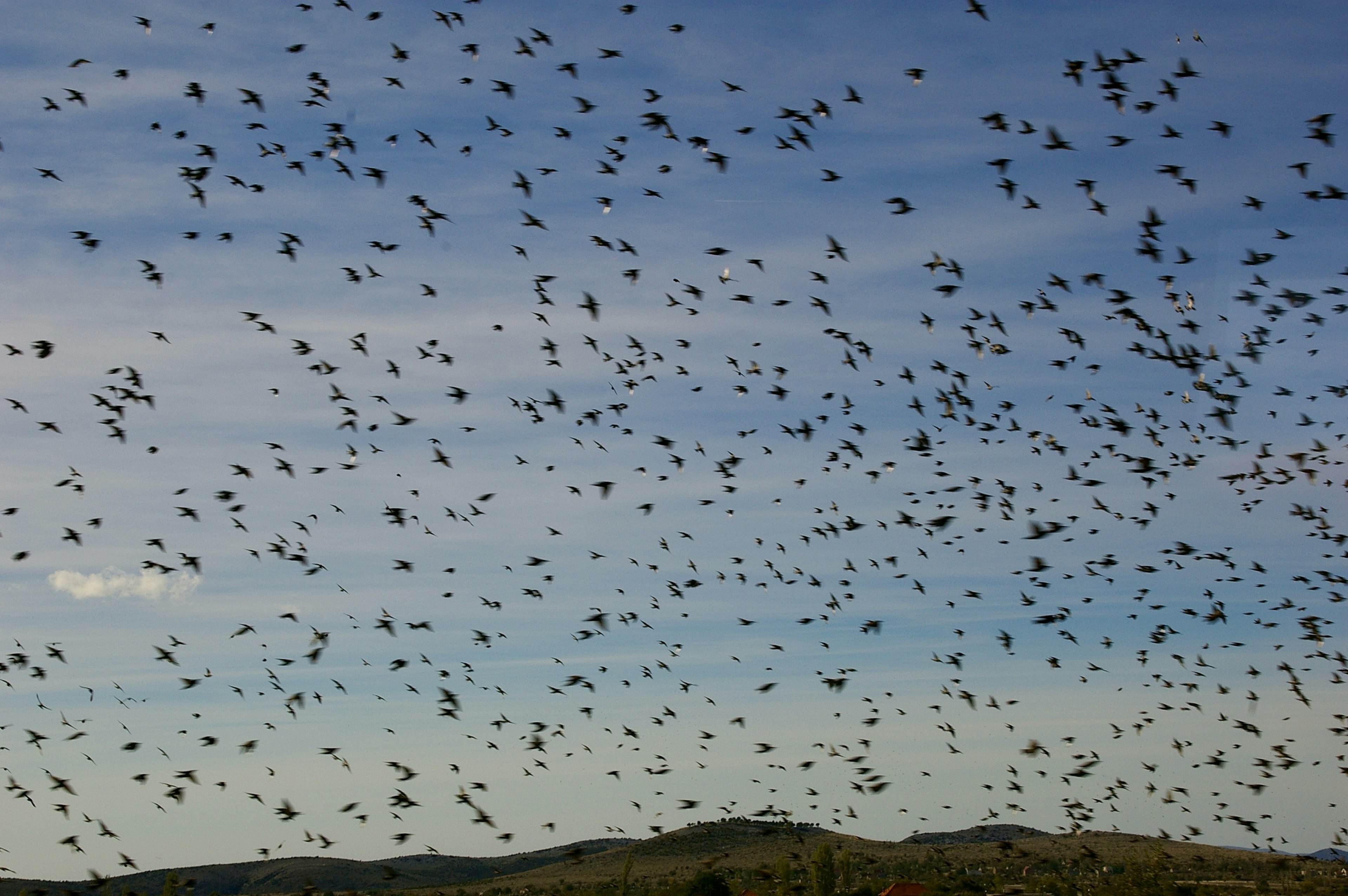 Un gran grupo de aves volando contra un cielo azul y colinas distantes