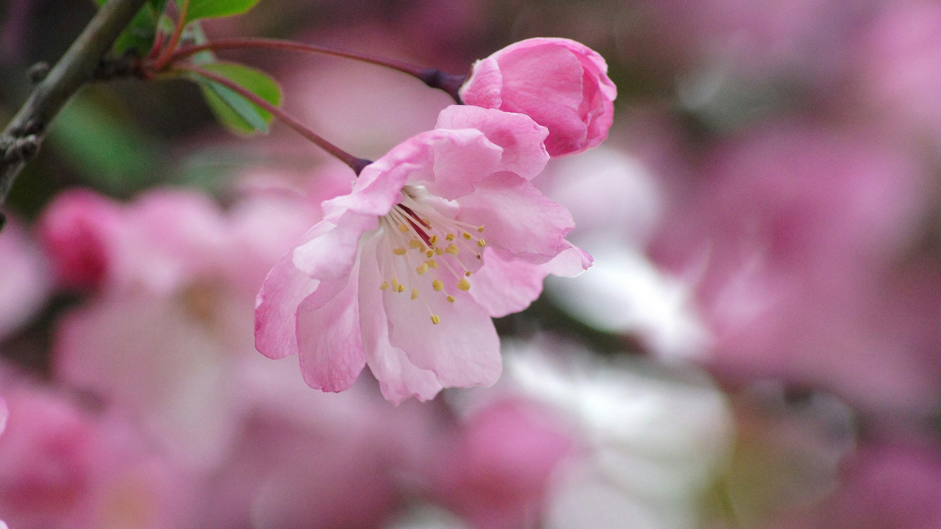 桜の花が咲いている様子を捉えた画像で、柔らかいピンク色の花びらと新しいつぼみが特徴的