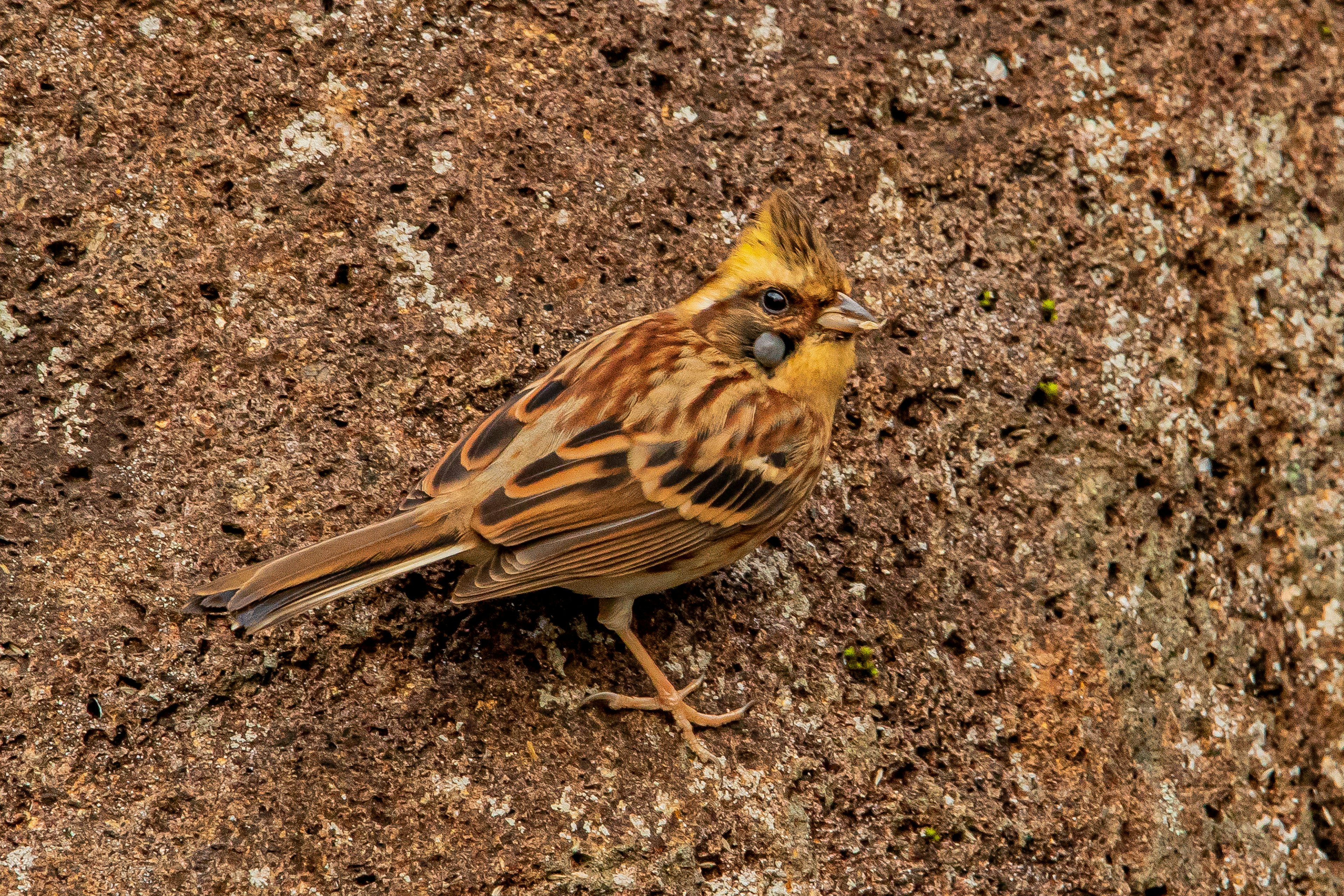 岩の上に立っている黄色い頭の鳥