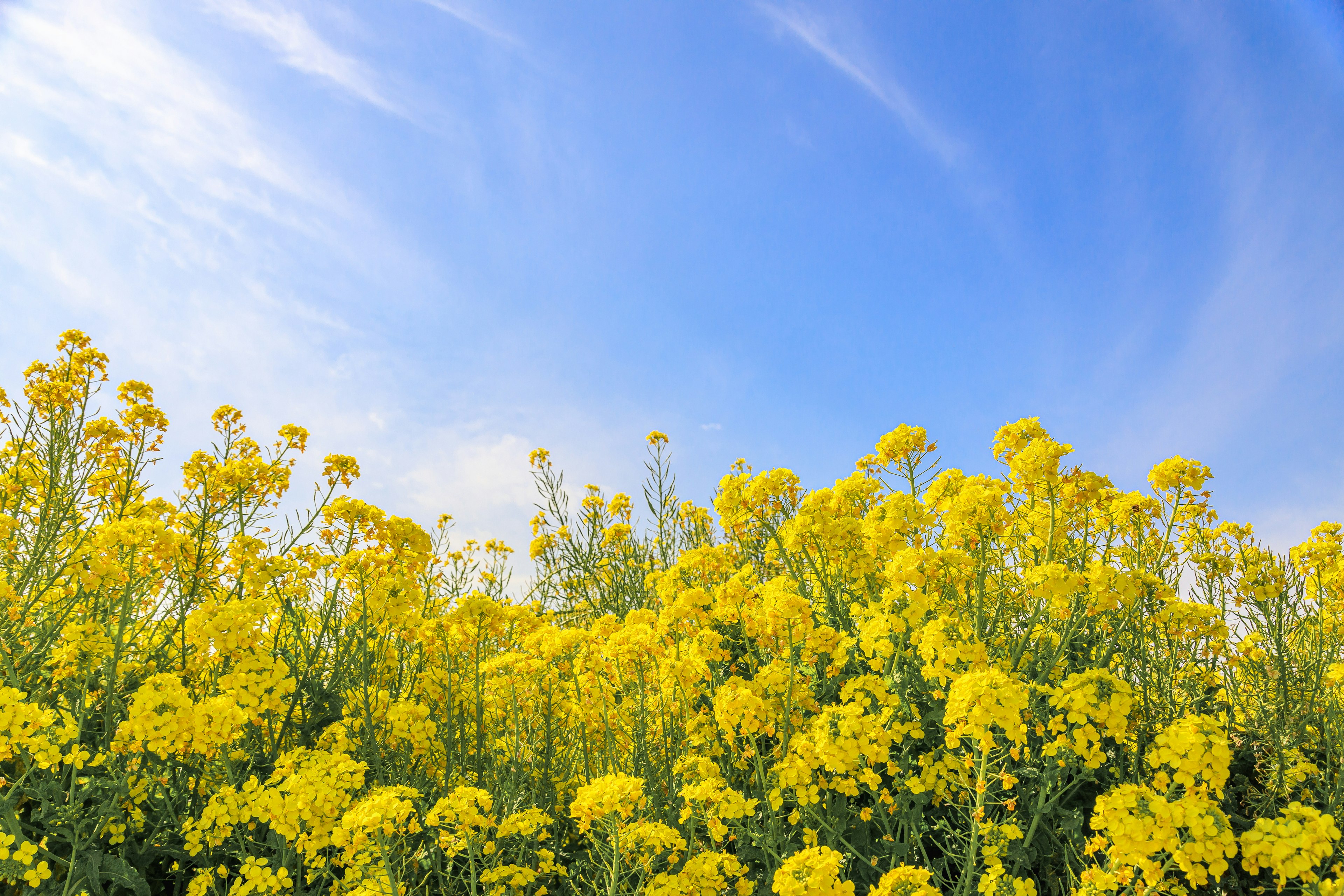 Landschaft mit gelben Blumen unter blauem Himmel