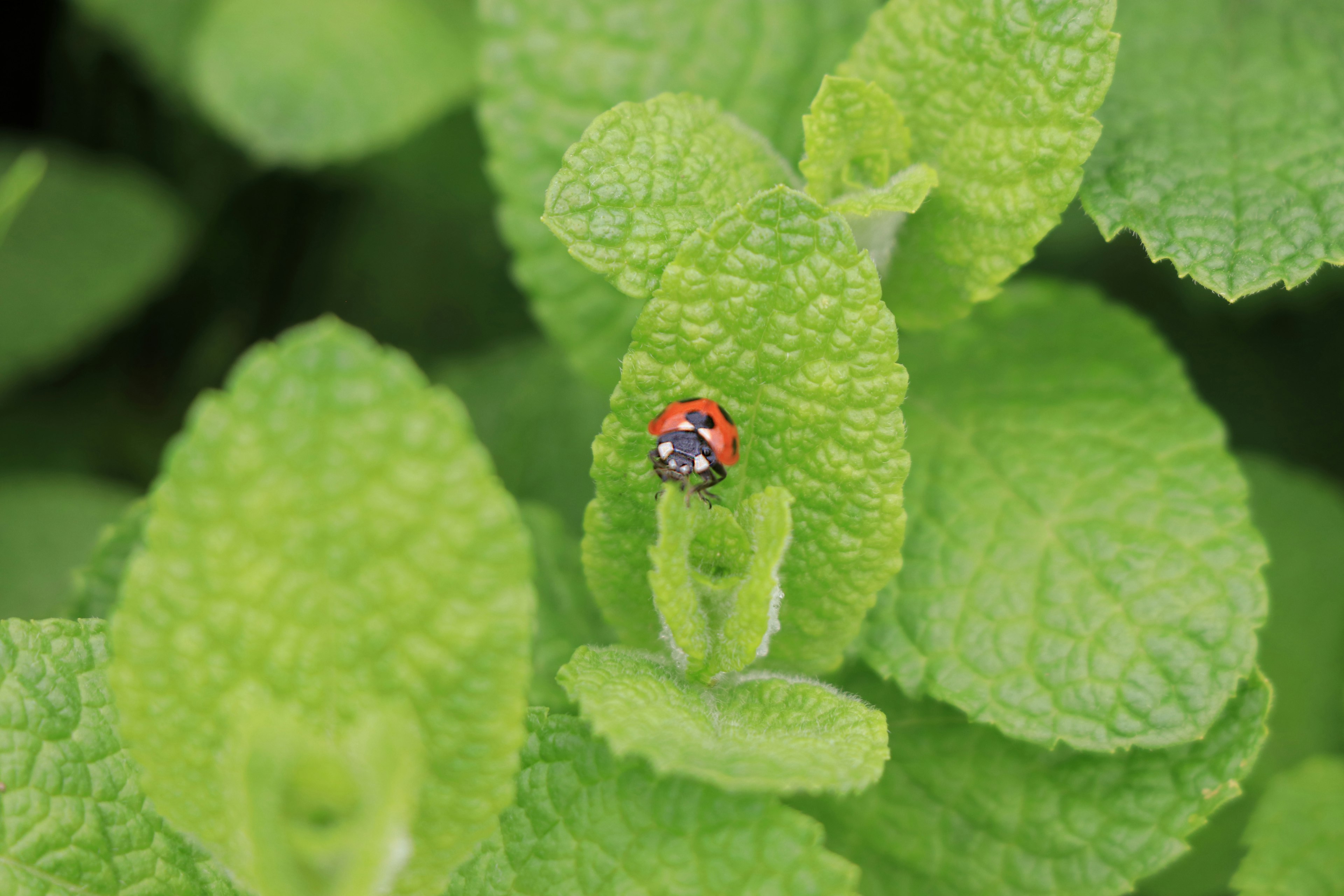 Una mariquita descansando sobre hojas verdes vibrantes