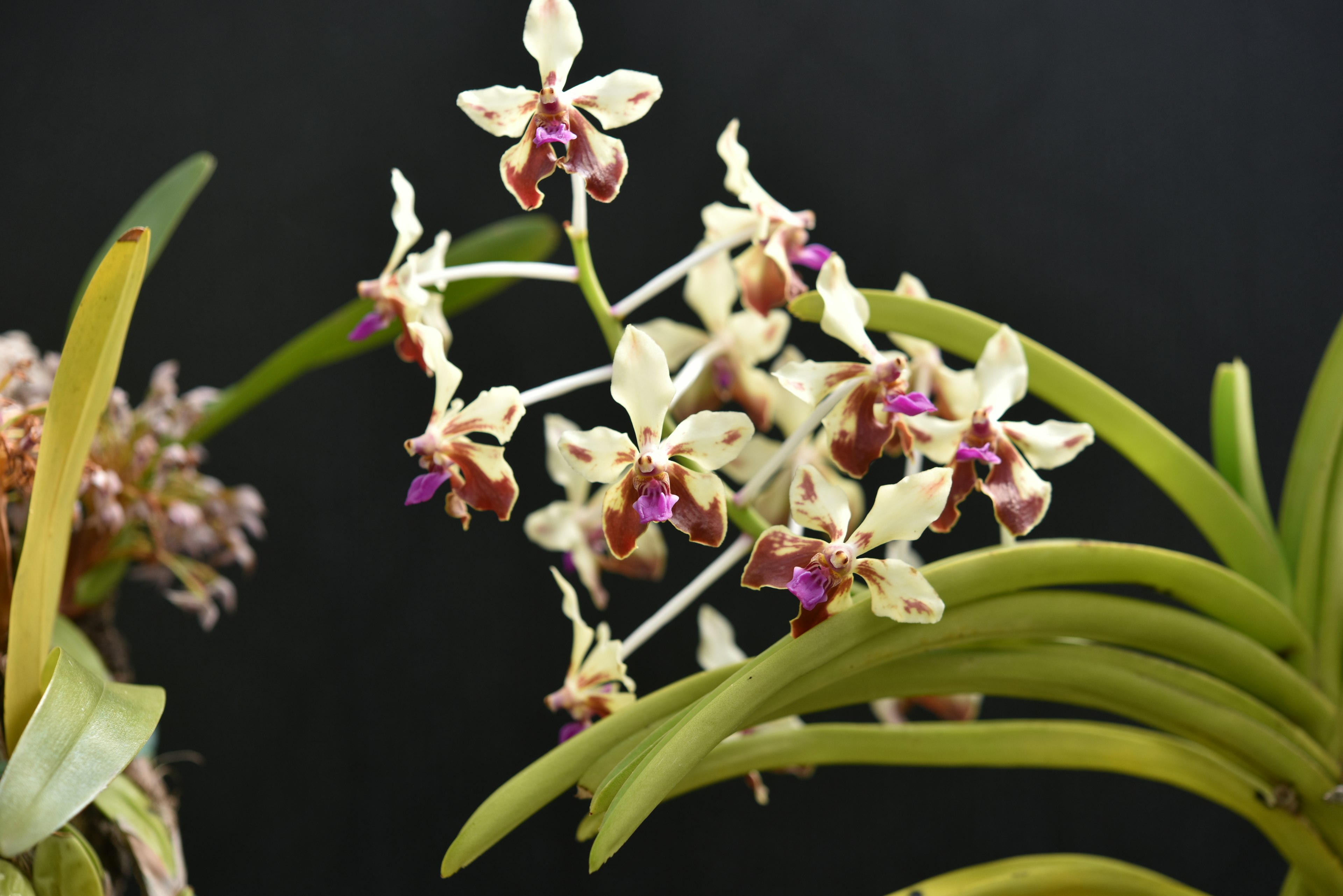 Acercamiento de una orquídea con hermosas flores blancas y moradas