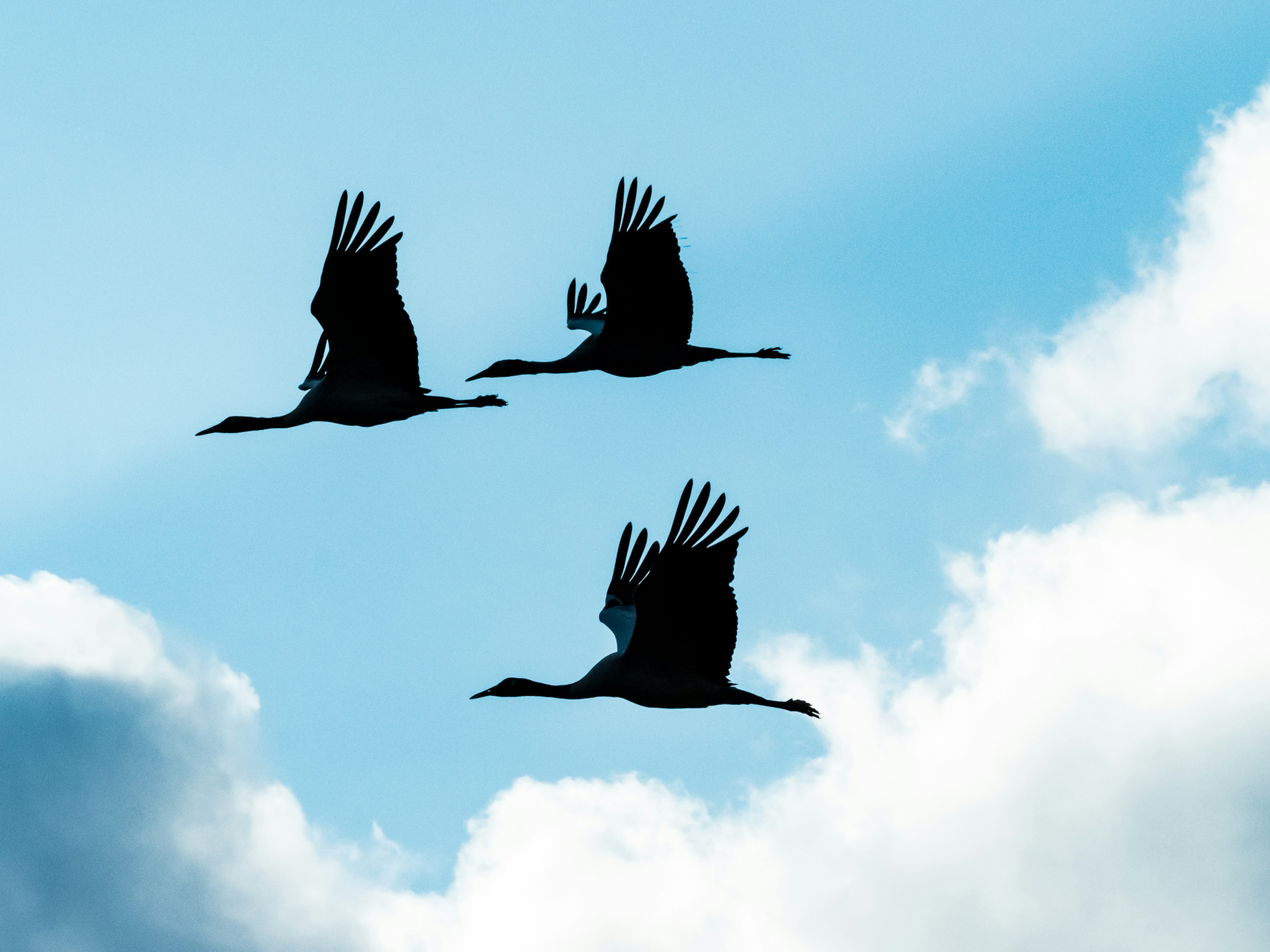 青空を背景に飛ぶ3羽の鶴のシルエット