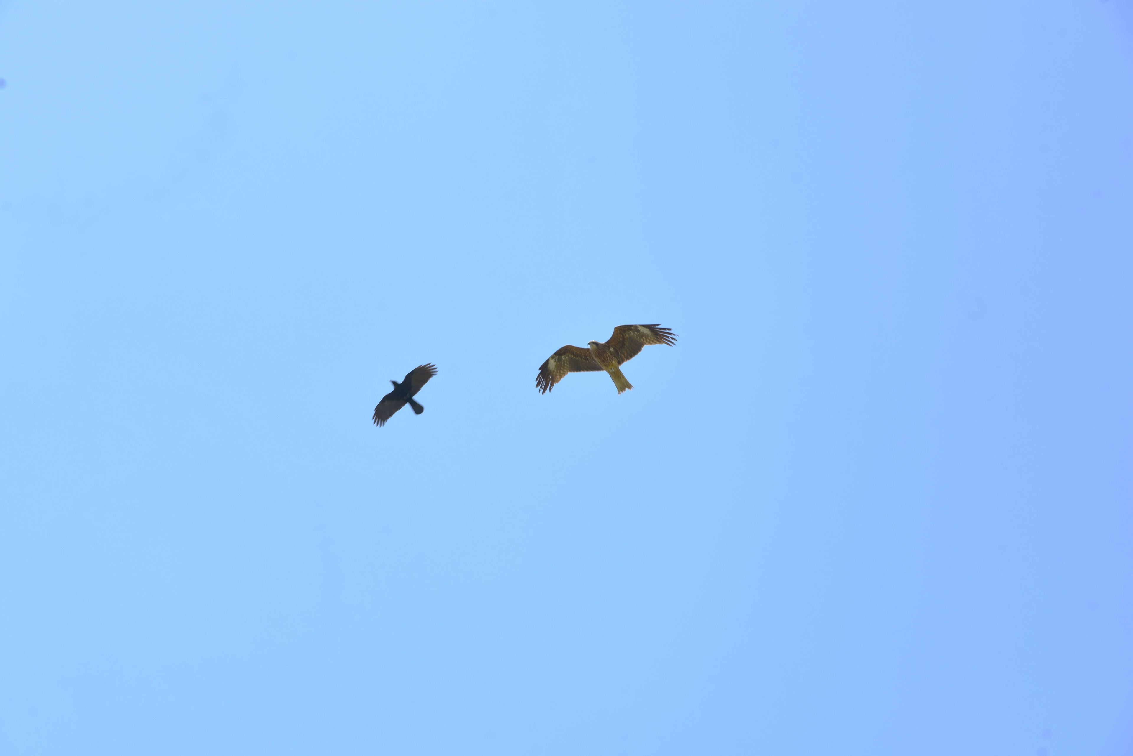 Silhouettes of two birds flying in a blue sky