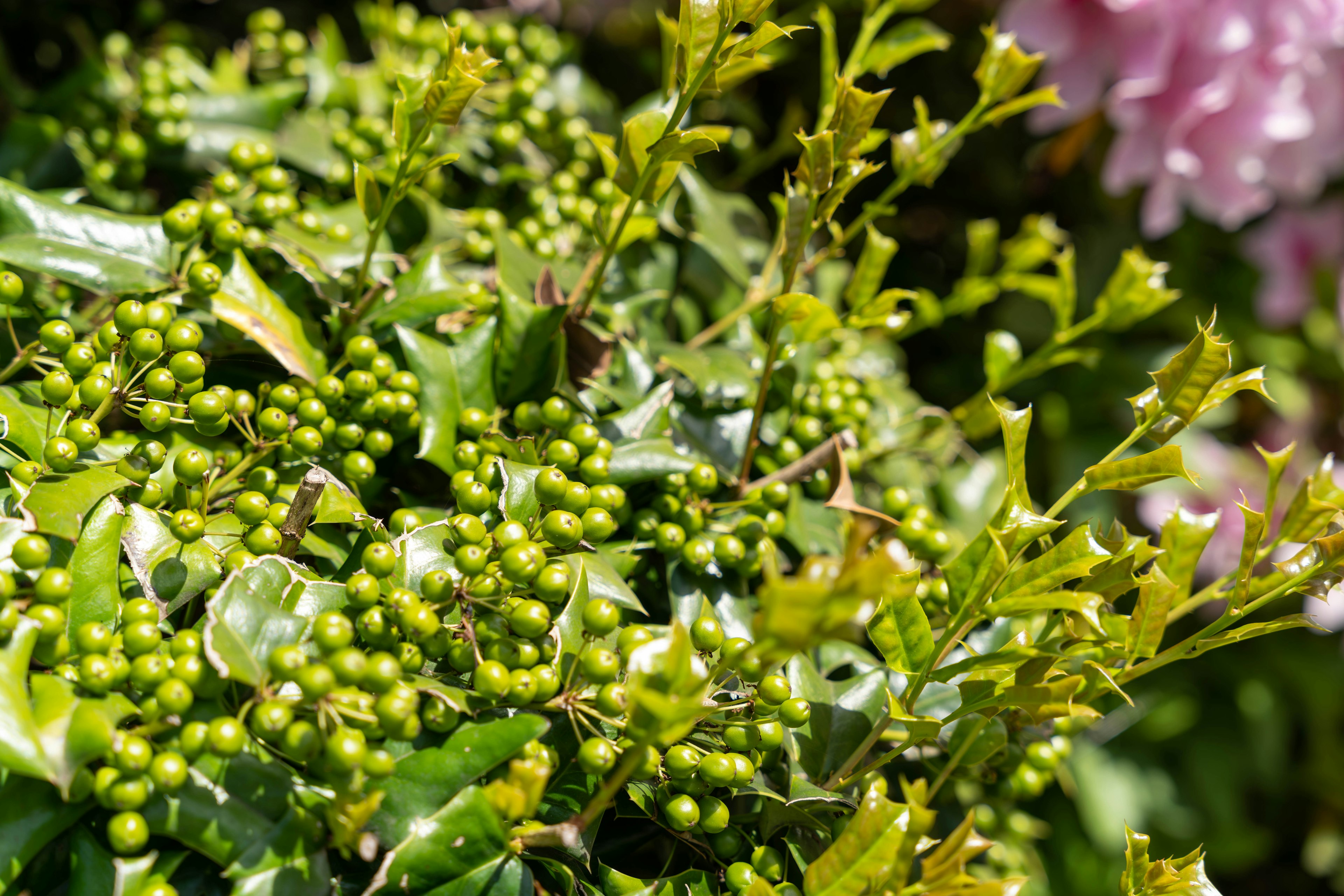 緑色の実と葉を持つ植物のクローズアップ