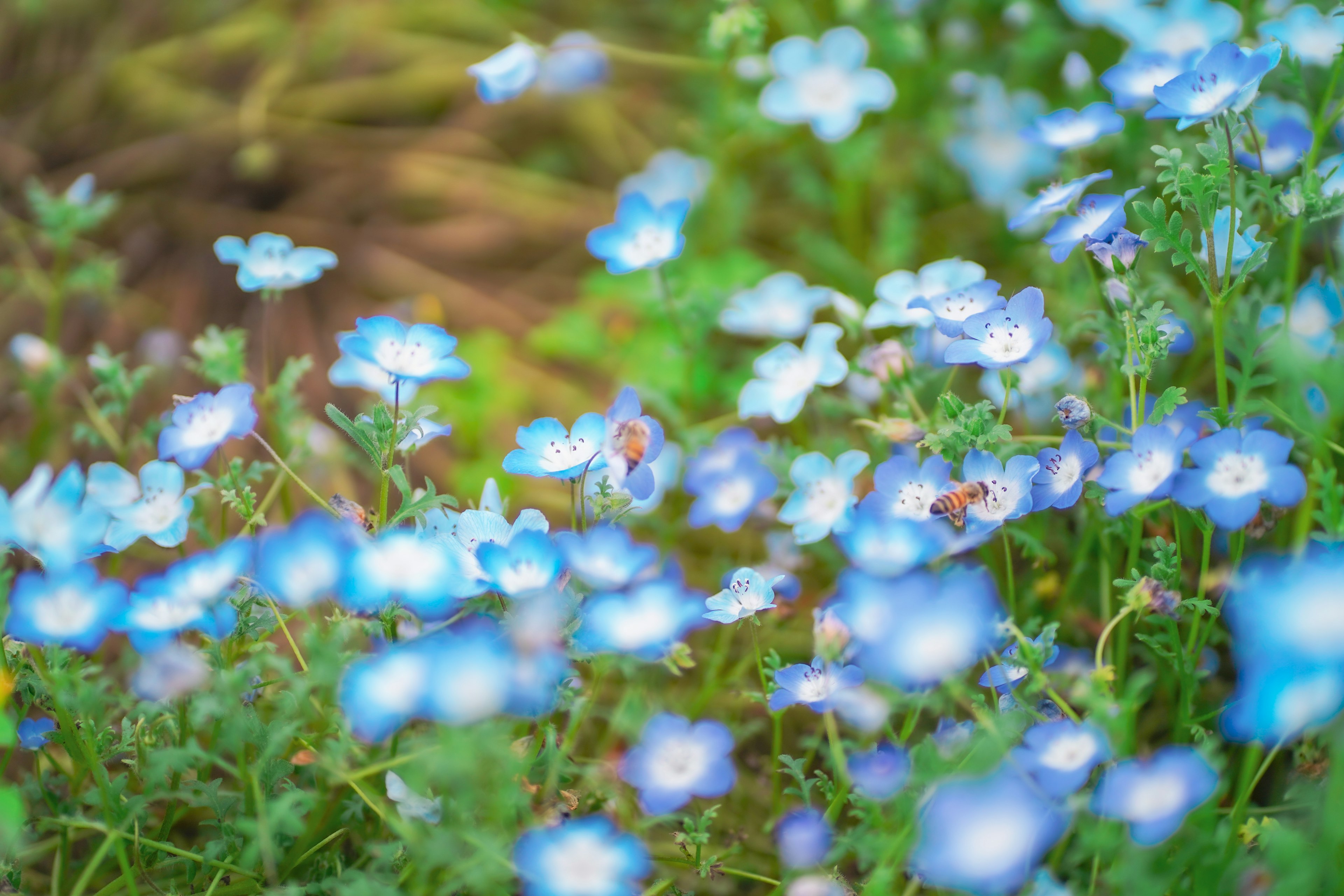 青い花が咲いている風景の淡い印象