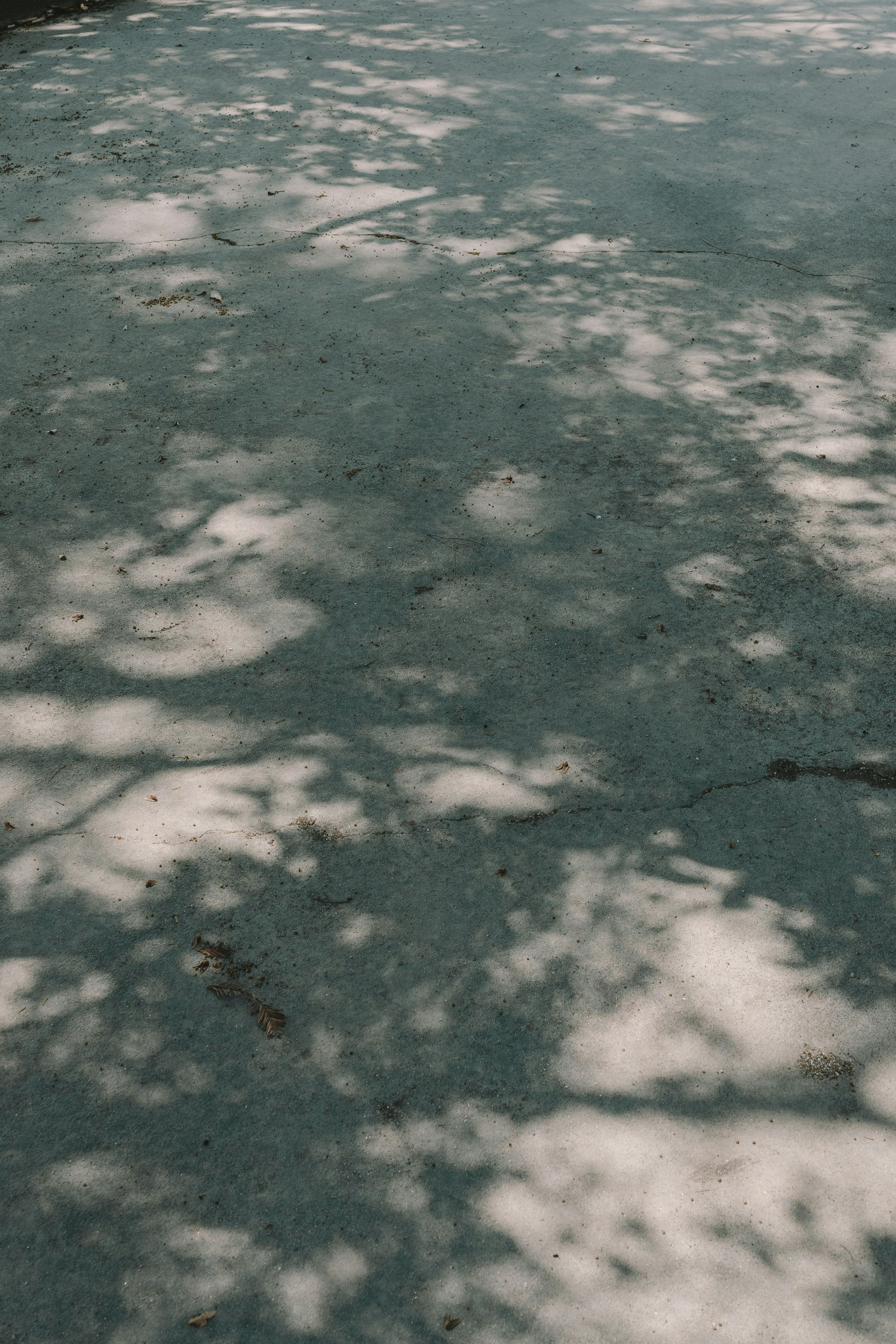 Belle ombre di alberi proiettate su un sentiero buio