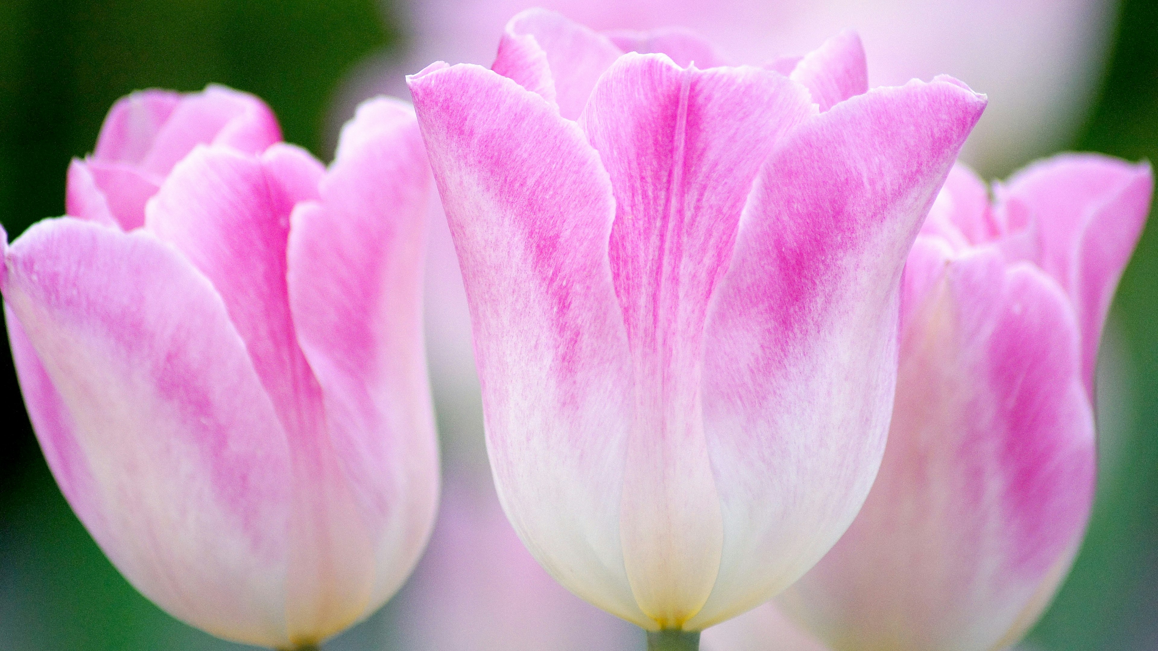 Tulipes roses pâles en fleurs