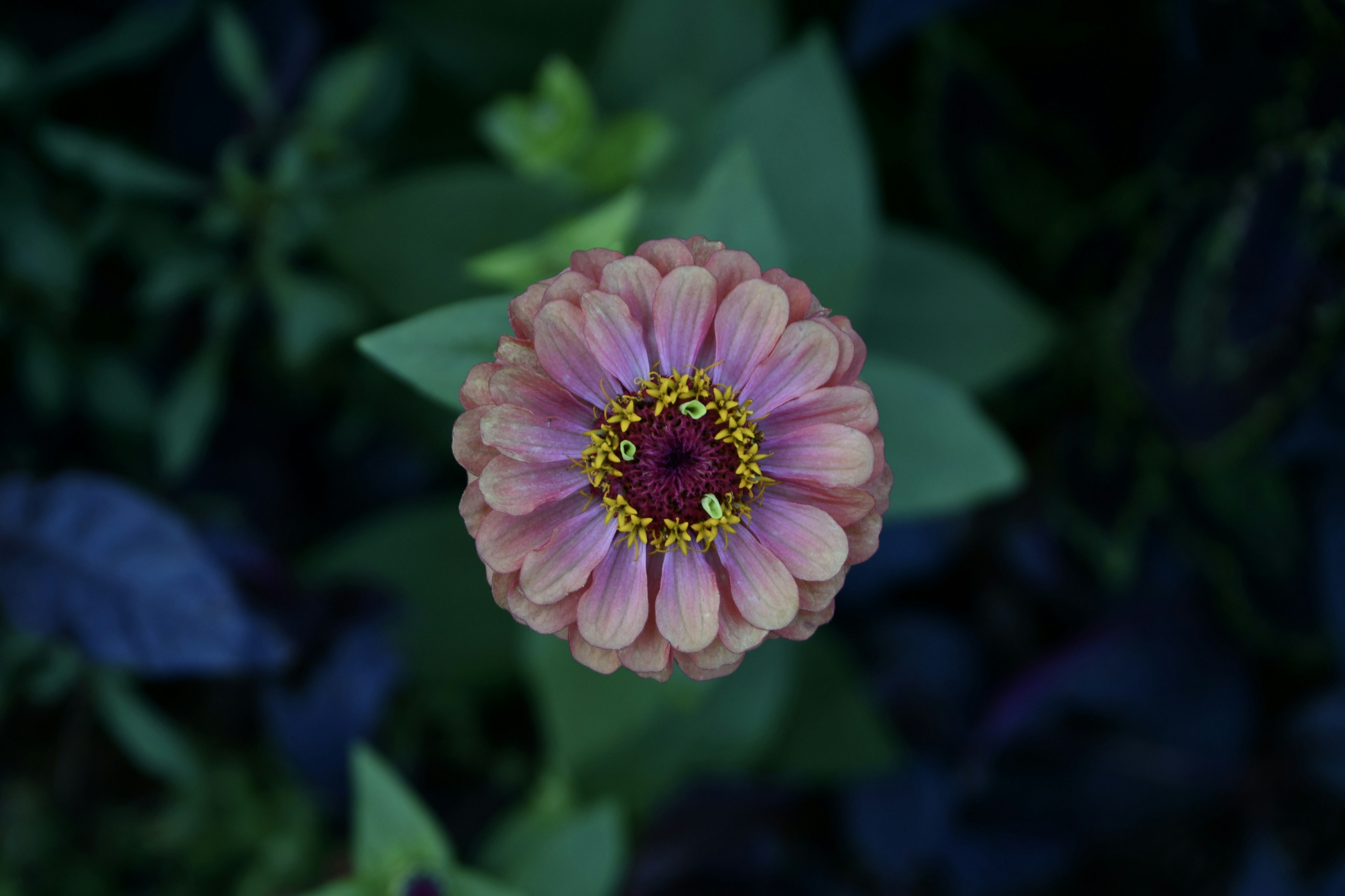 Nahaufnahme einer rosa Blume mit gelben Staubgefäßen umgeben von grünen Blättern