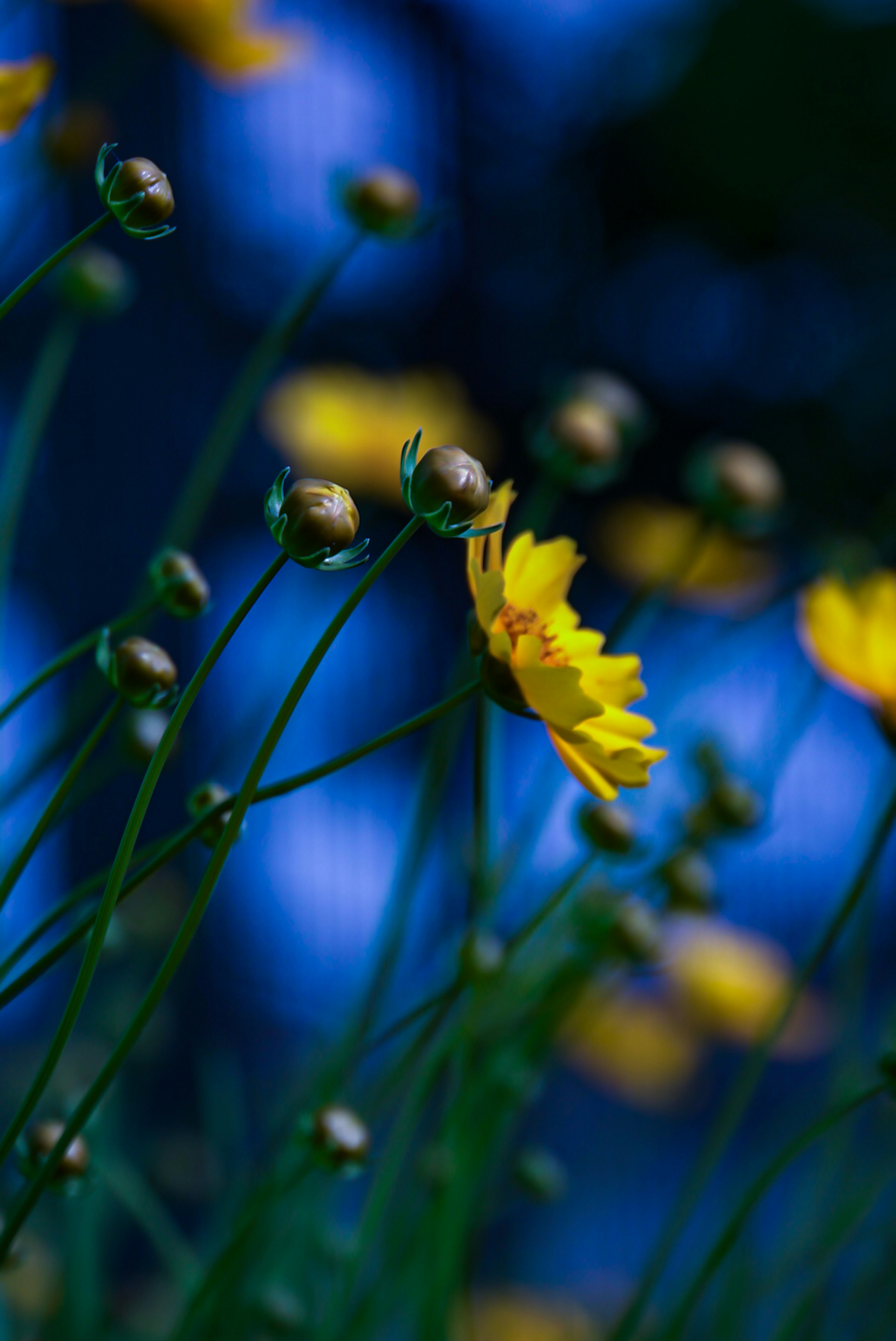 Image of yellow flowers blooming against a blue background