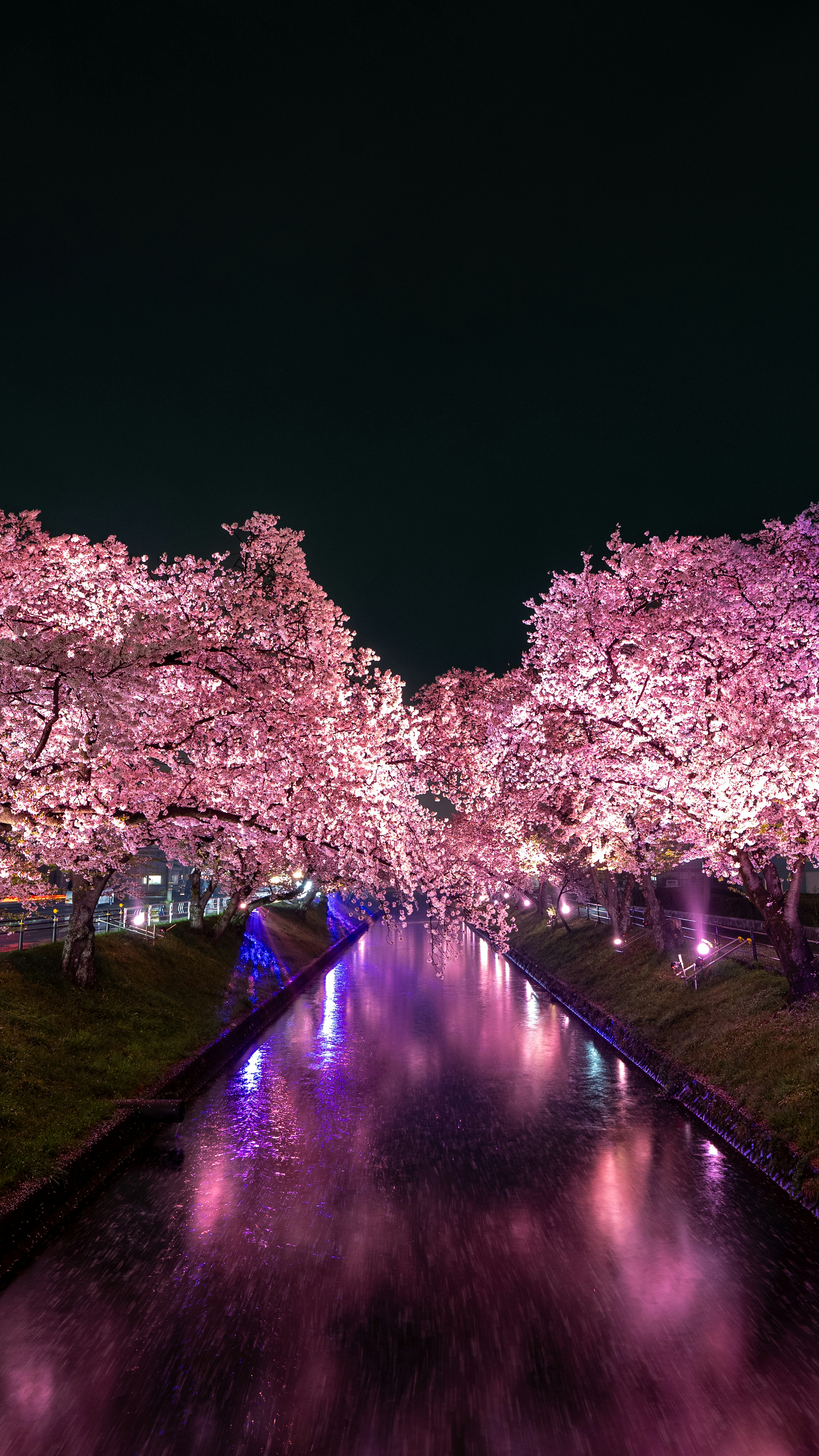 Beautiful cherry blossom trees lining a river at night